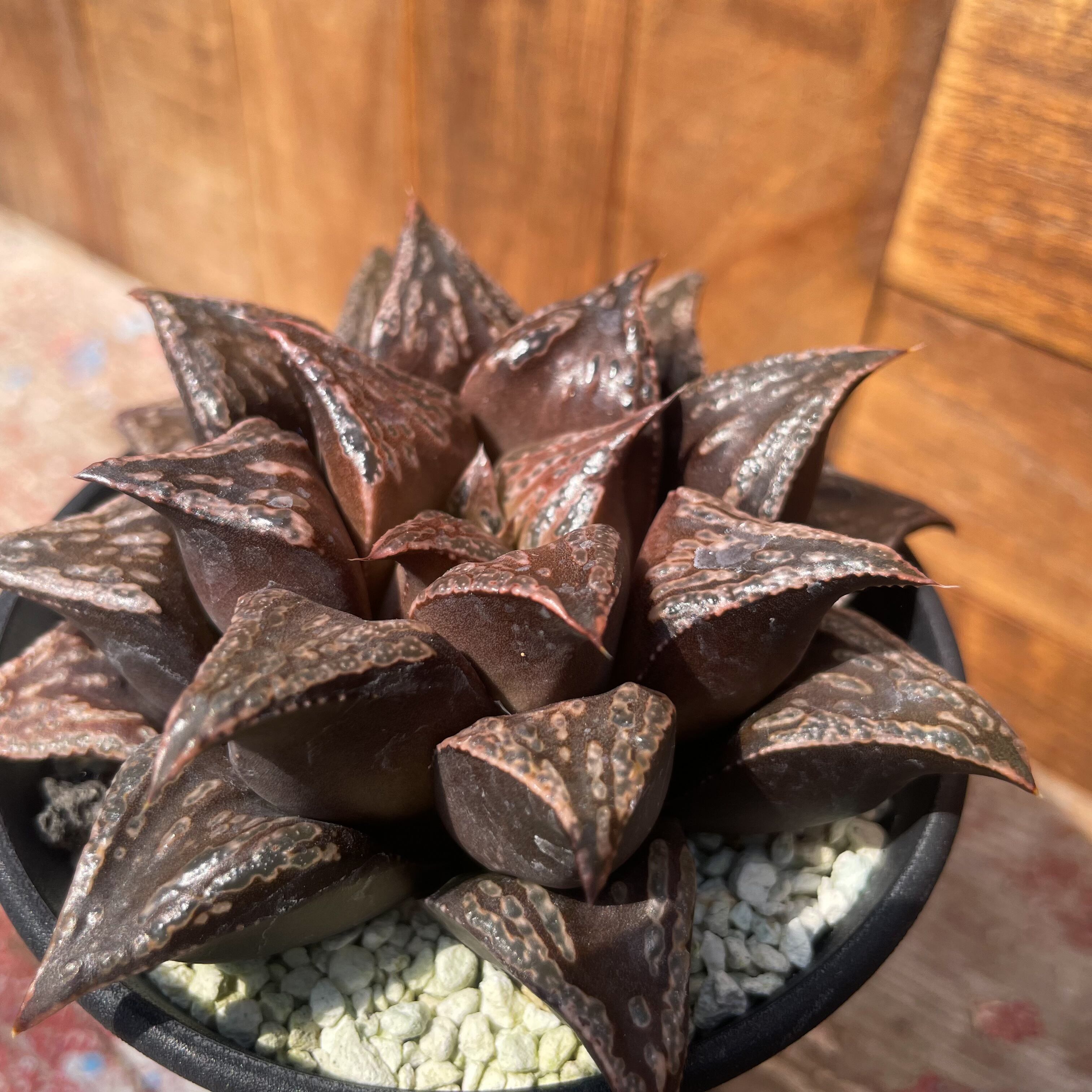 ハオルチア 酒呑童子錦　極上斑 Yahoo!オークション -「ハオルチア 酒呑童子」の落札相場・落札価格