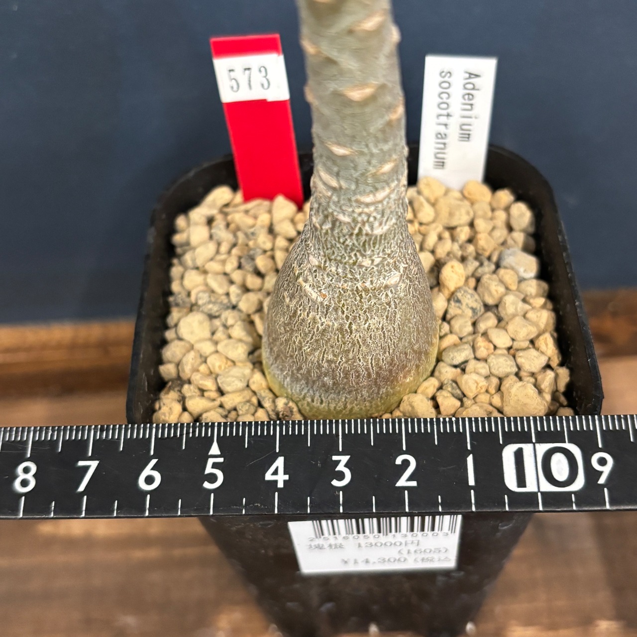 アデニウム ソコトラナム【573】