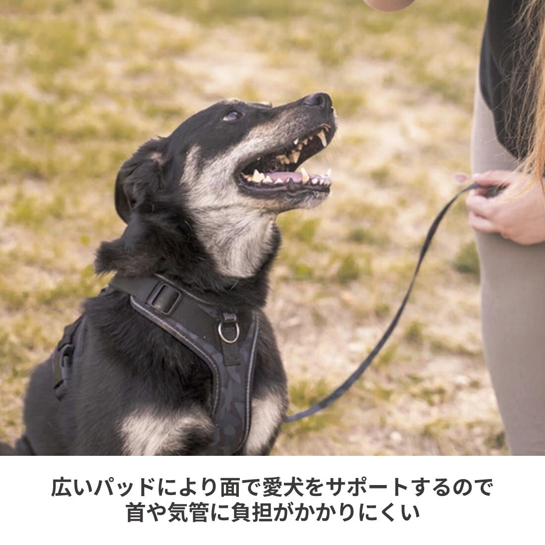 日本総代理店直営店】【Julius-K9】ユリウスケーナイン・JK9 ロング