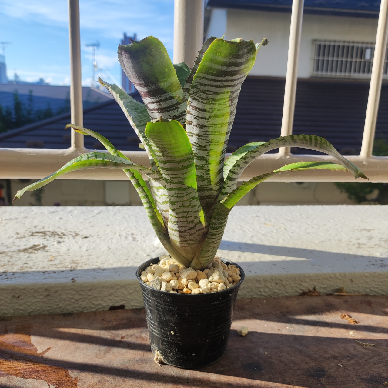 エクメア チャンティニー デレオン/Aechmea De Leon