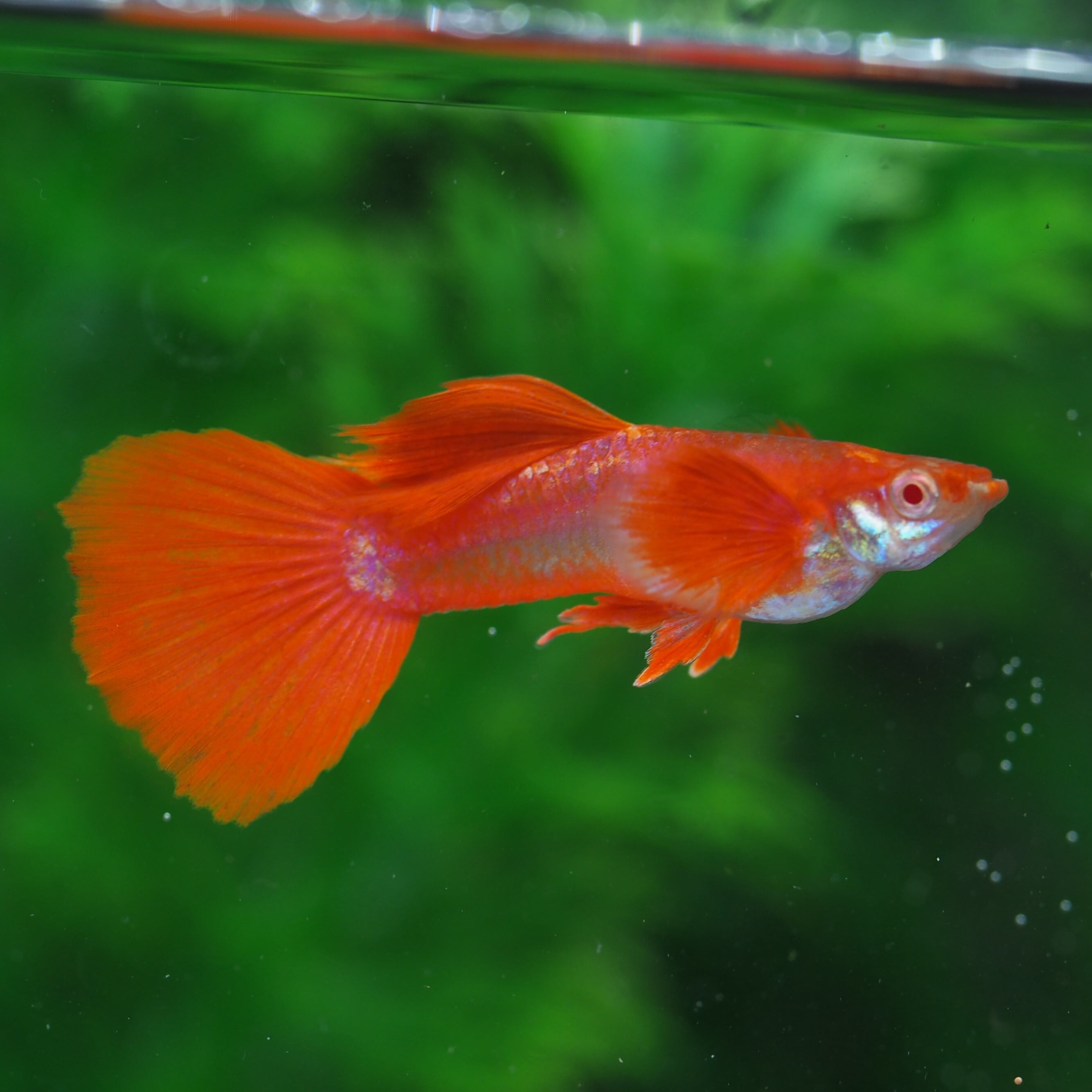 グッピーフルレッド&フルレッドミックス900セット