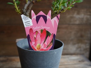 【現物】リューカデンドロン　”Safari Sunset”