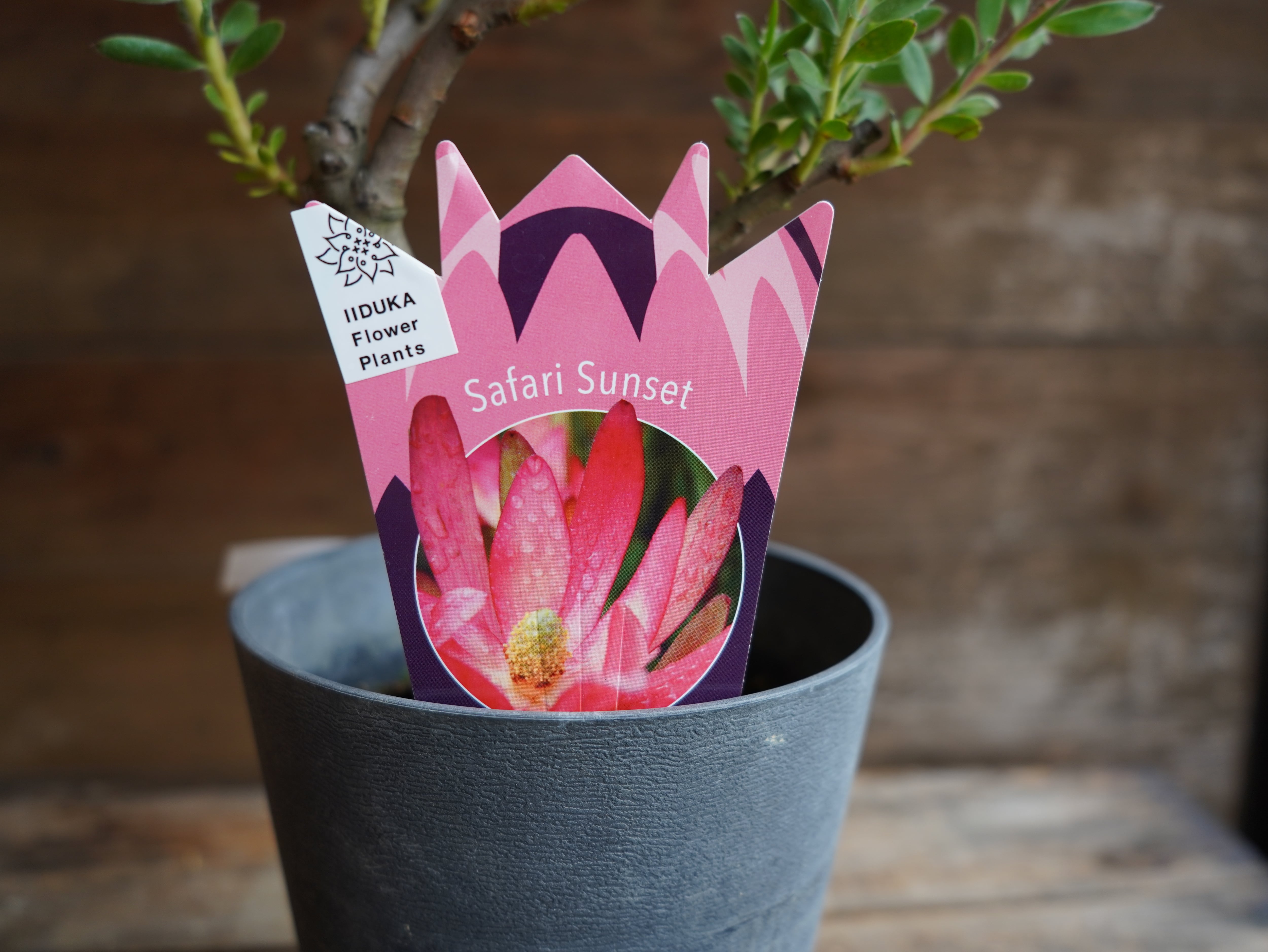 【現物】リューカデンドロン　”Safari Sunset”