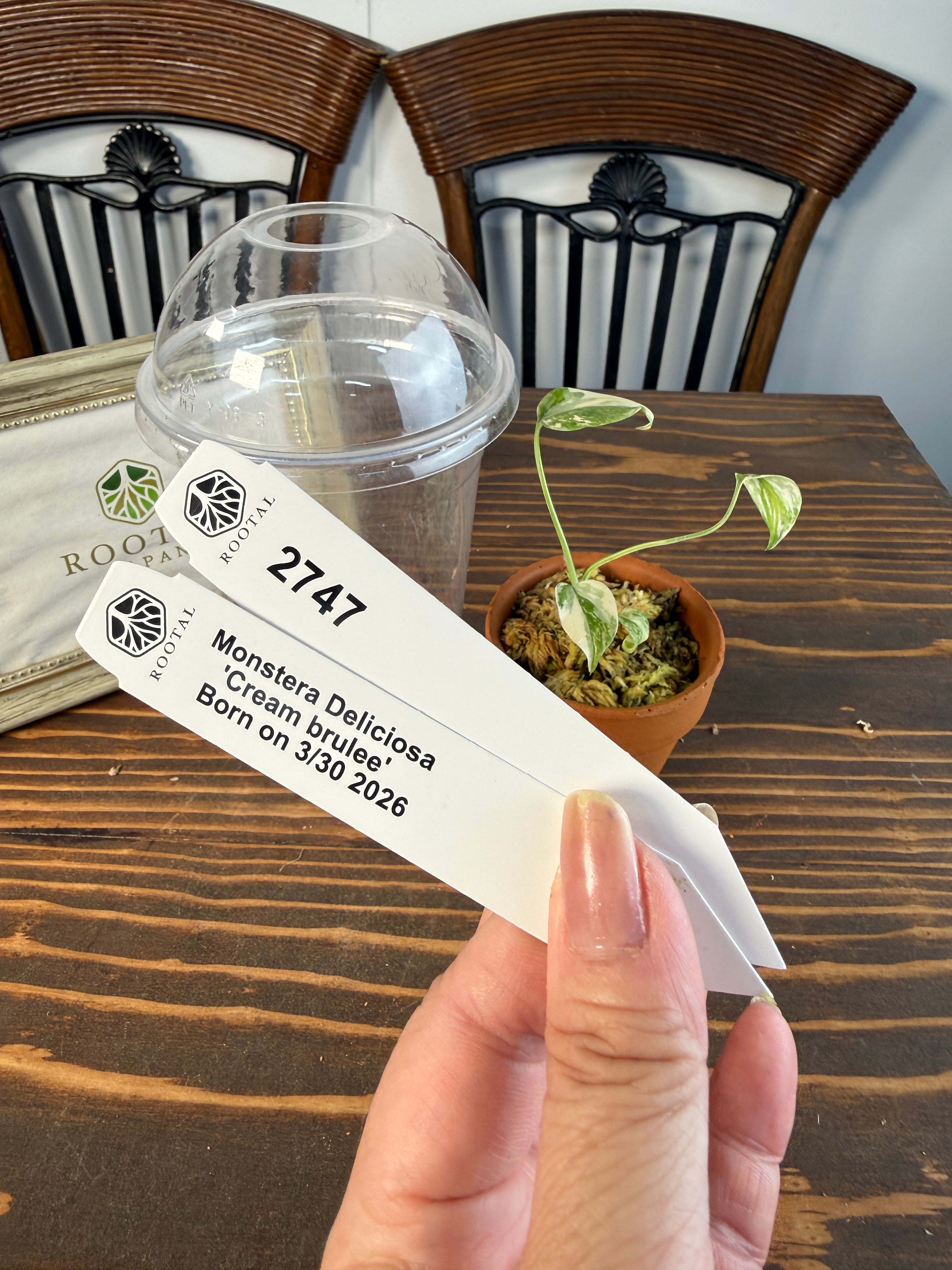 TC Baby苗 | ROOTALPLANTS