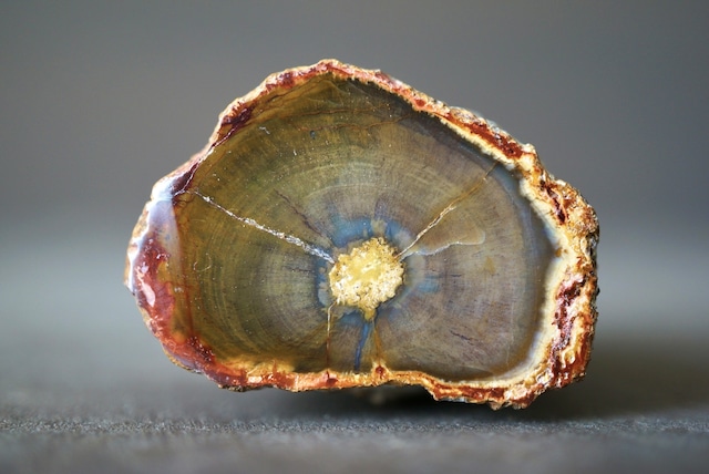 珪化木 ペトリファイドウッド Petrified Wood 1205~1210