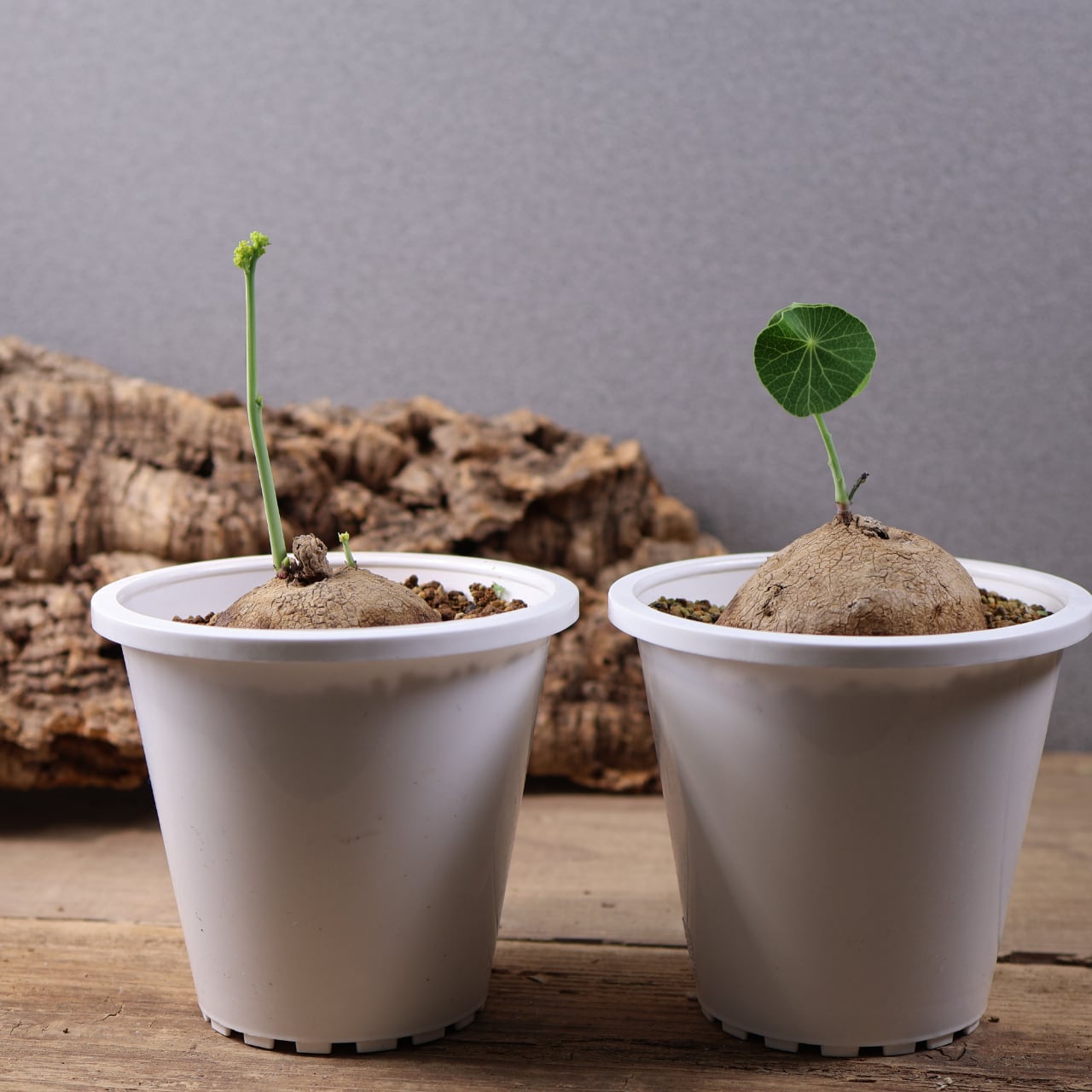 728『ステファニア エレクタ』 観葉植物【送料無料】 | MARX PLANTS