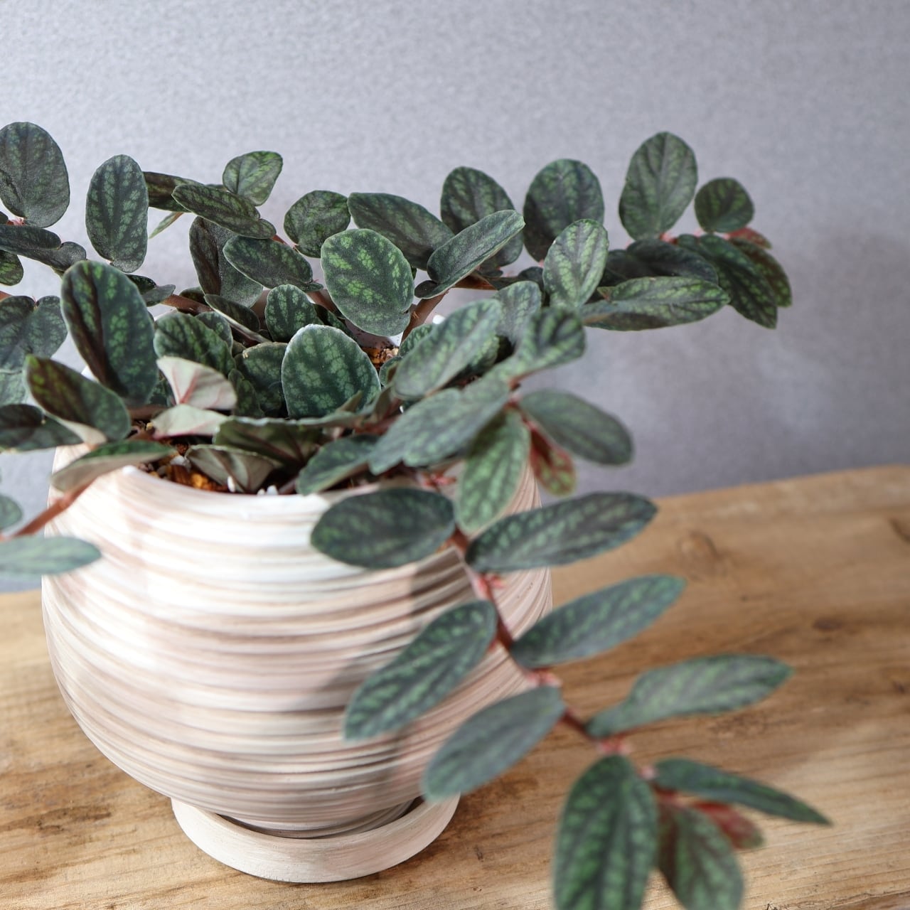 368 モザイク柄の枝垂れ葉『ペリオニア プルクラ』観葉植物 【送料無料