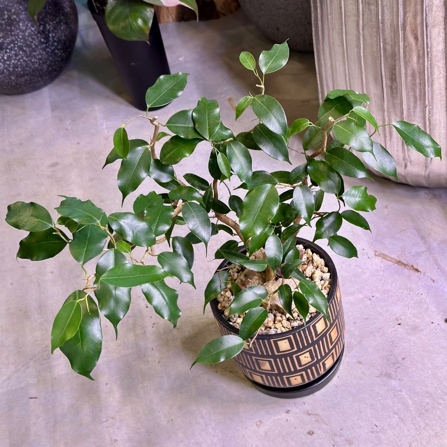 フィカス・ウィアンディ | barrelplants_BONSAI
