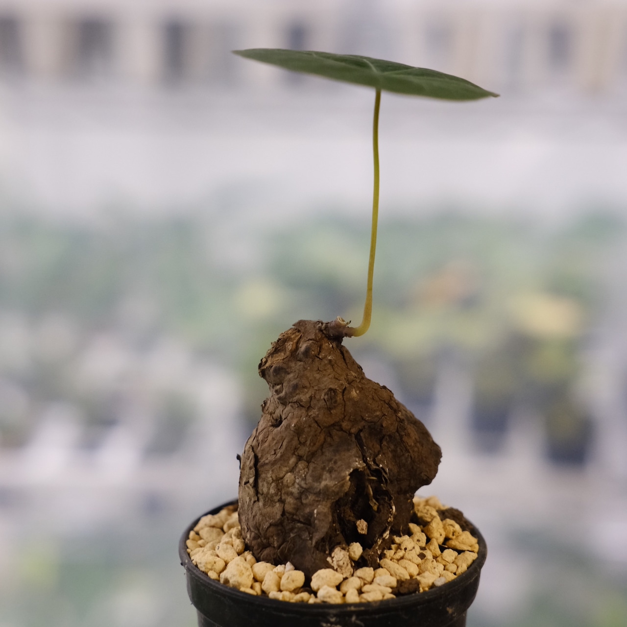 Stephania kaweesakii / ステファニア カウィーサキー⑨ / 観葉植物