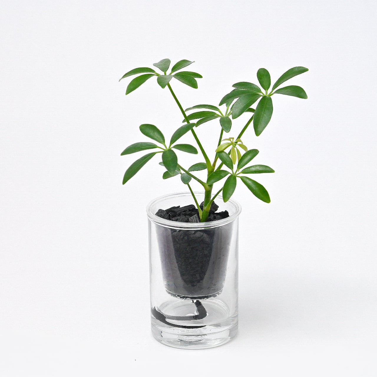 炭の樹 5鉢セット | sumino