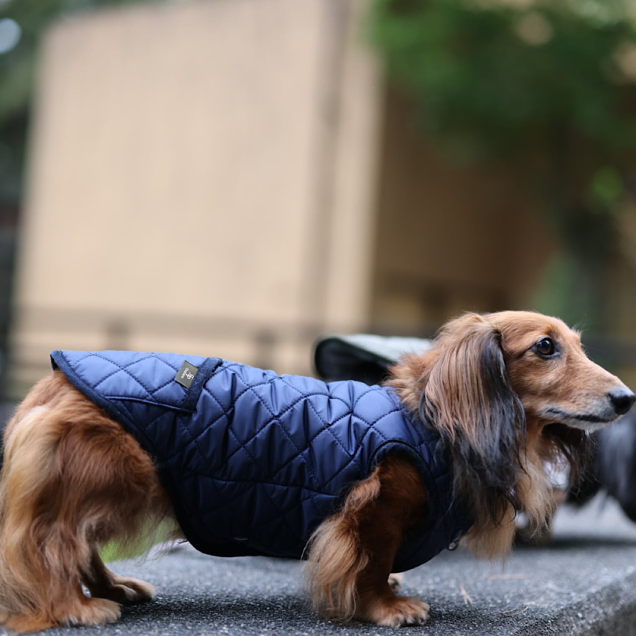 キルティングジャケット | カニンヘンダックスとミニチュアダックス