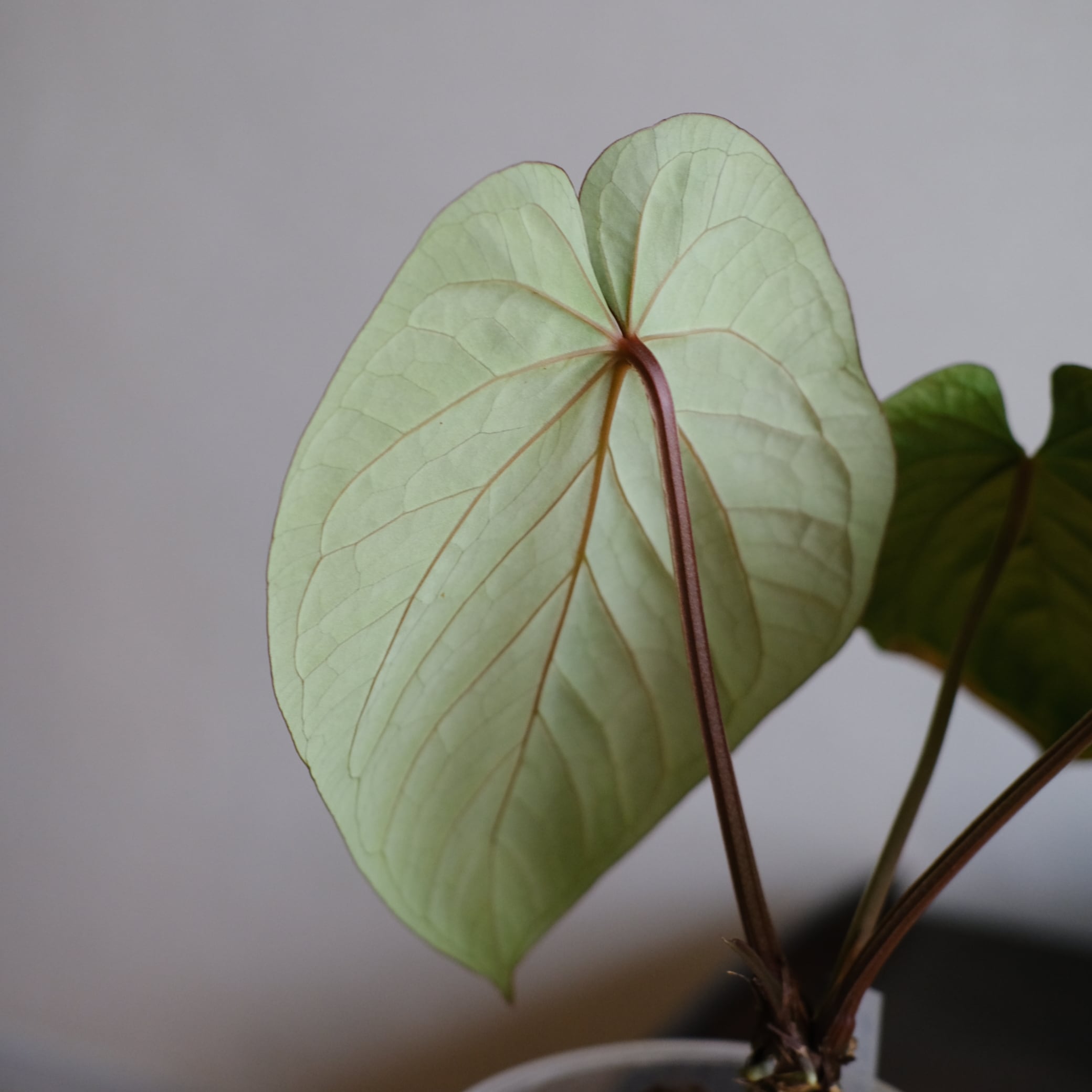 A. kunayalensis × A.Zara Michelle｜アンスリウム Anthurium kunayalensis × Anthurium Zara 'Michelle'｜アンスリウム