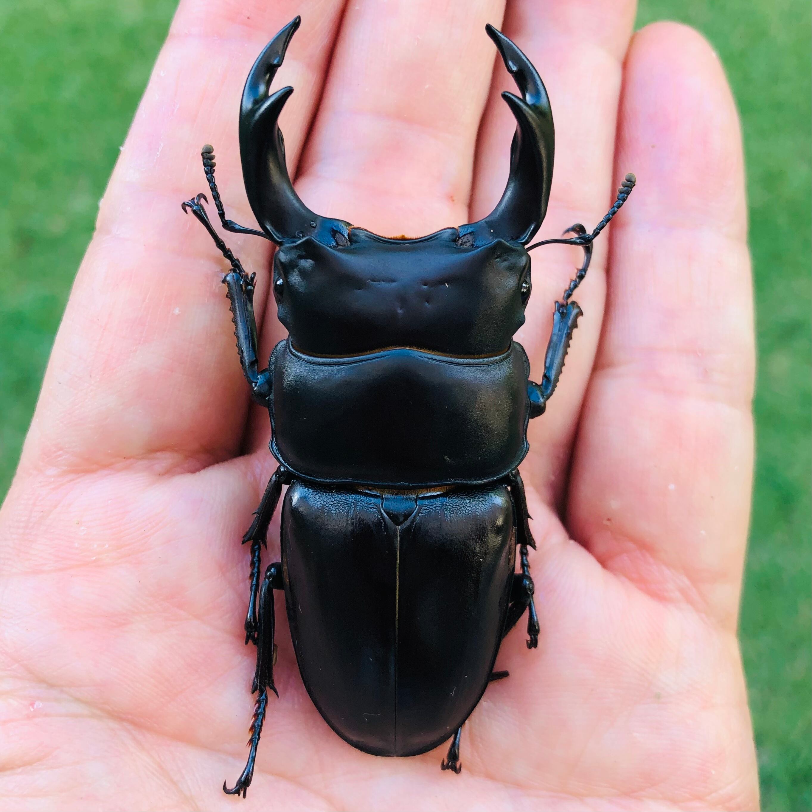 オオクワガタ　山梨県樹液採集個体♂15頭♀2頭　ドイツ箱入り オオクワガタ 山梨県樹液採集個体♂15頭♀2頭 ドイツ箱入り