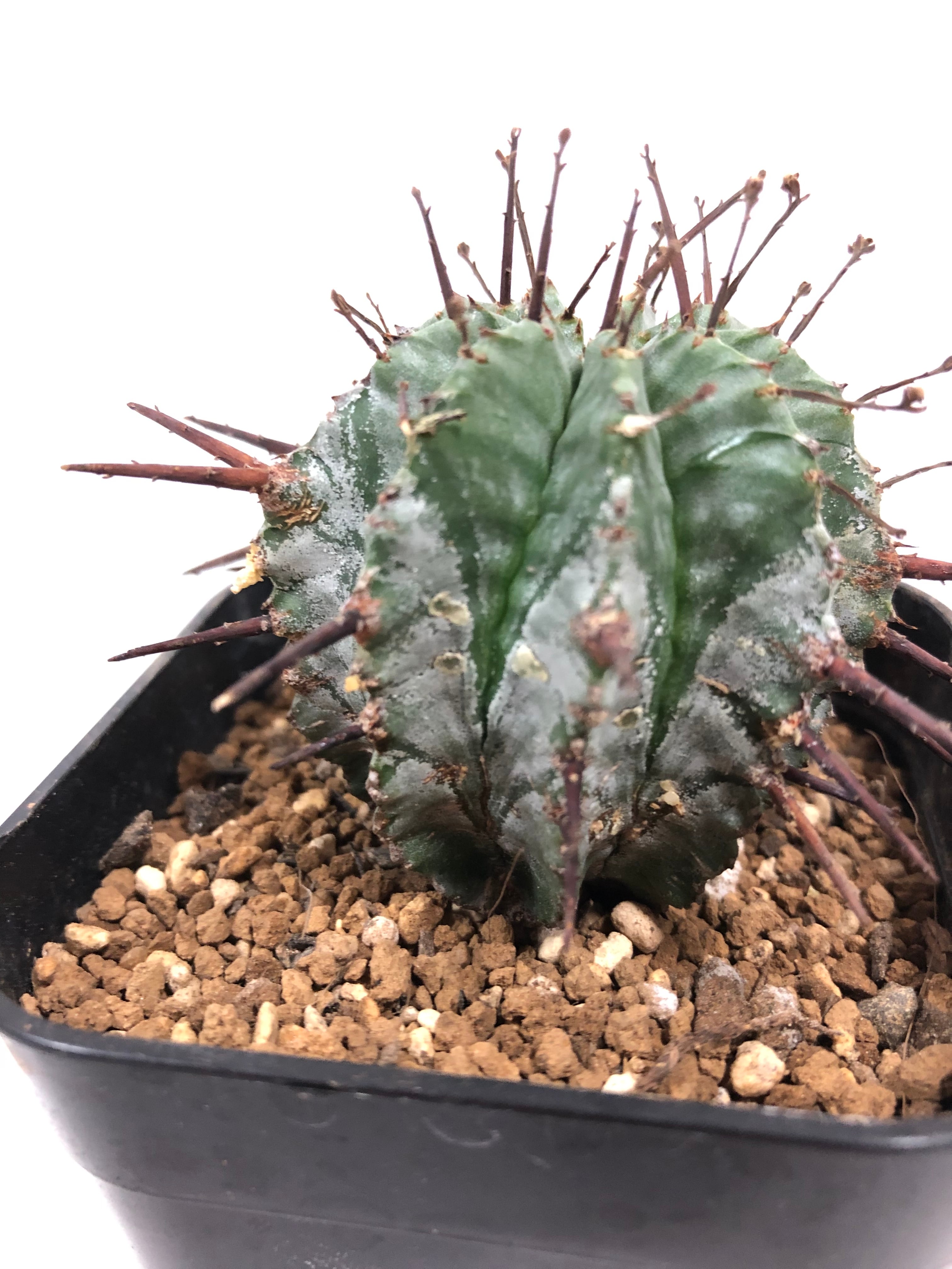 Euphorbia Horrida ユーフォルビア・ホリダ 多肉植物 | plants MARU