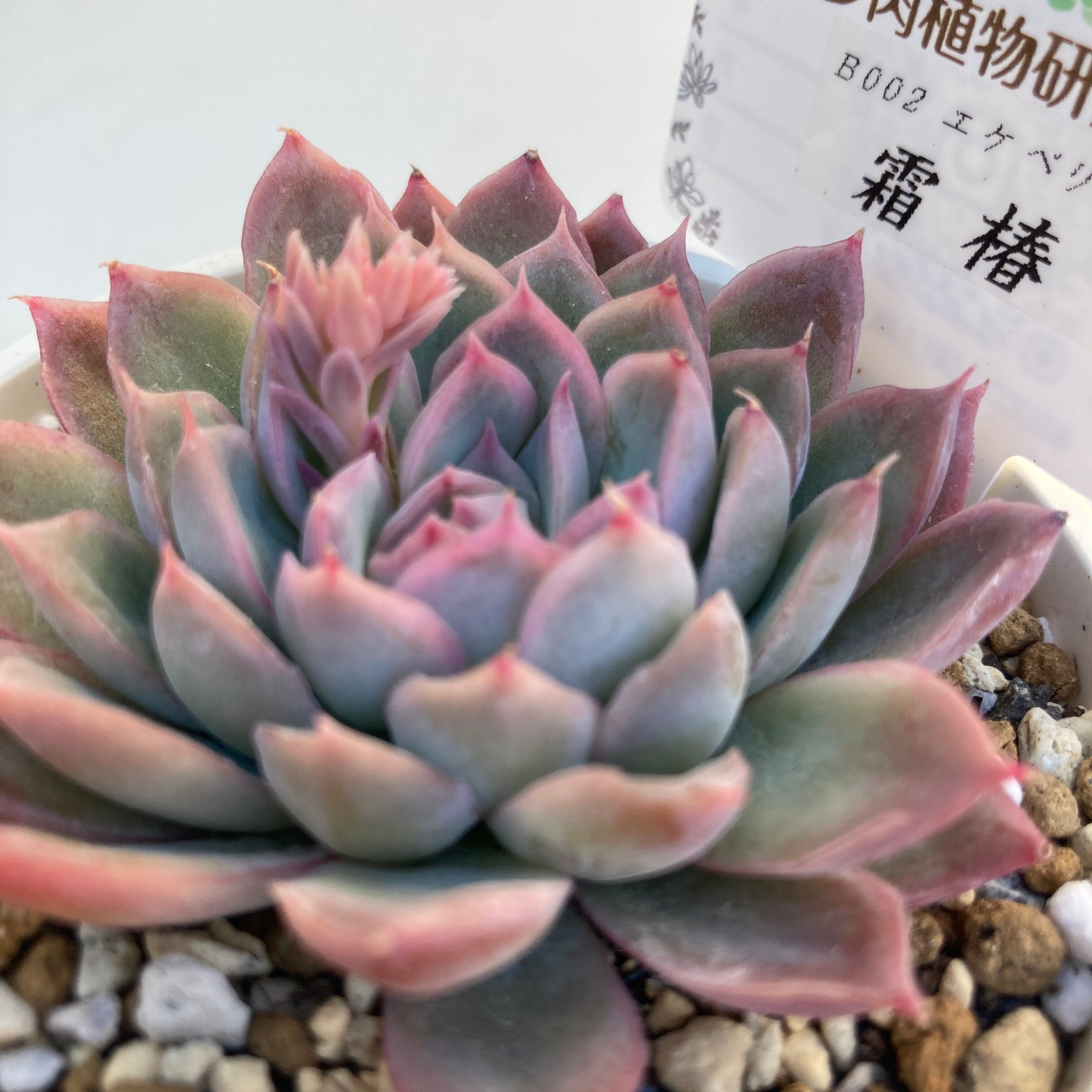 実生 霜椿xプリマベーラ 3カット ⚠️札は付きません よく見たら青札の株だった・・・霜椿×ざわわ。 | TJの多肉奮闘記