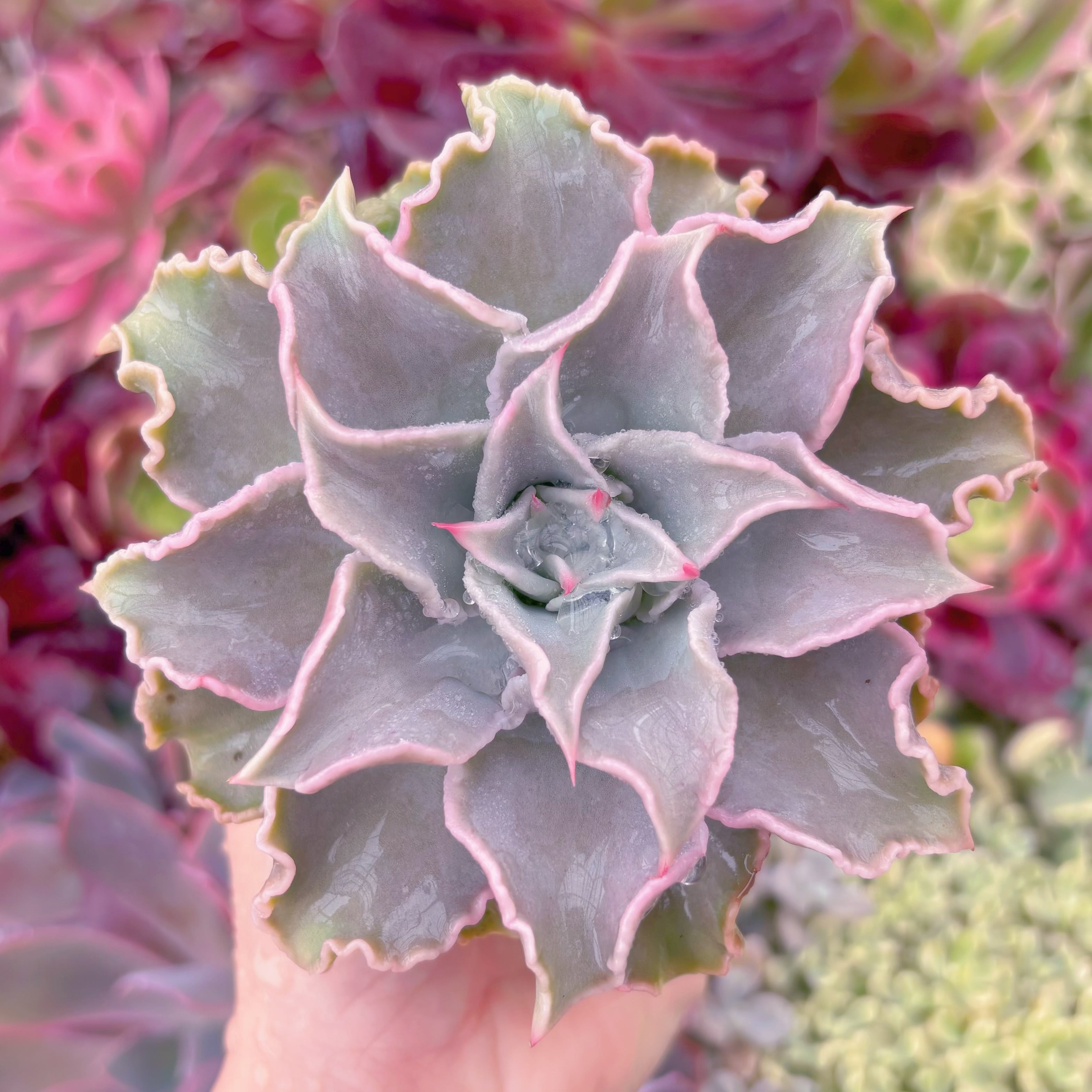 現品　コブマディバ#A16　るる農園