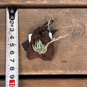 【新着3日限定10%OFF】チランジア ロリアセア【705】