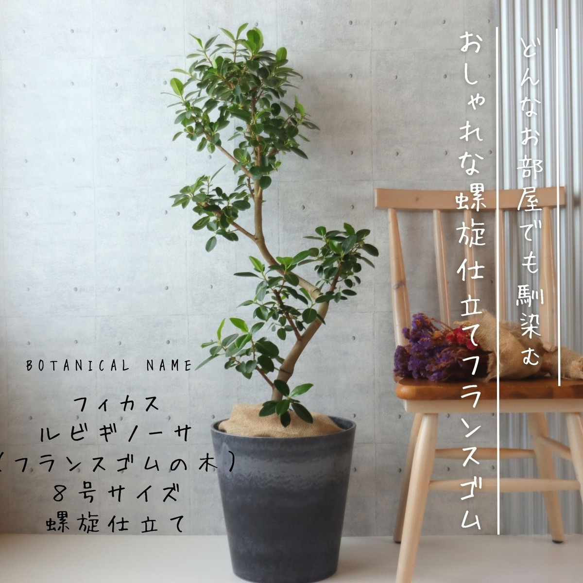 フランスゴム の木 フィカス ルビギノーサ フランスゴム 曲がり 螺旋 