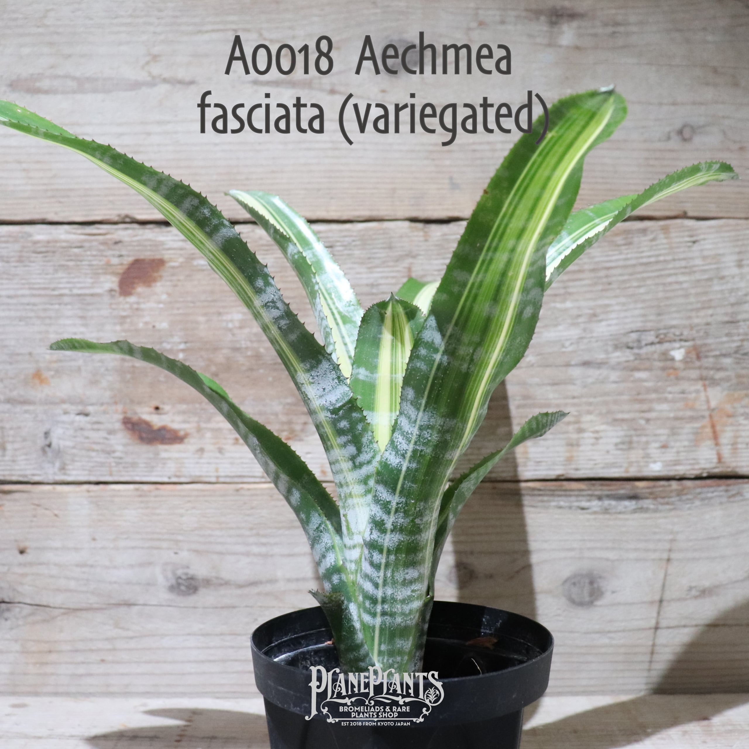 送料無料】Aechmea fasciata (variegated)〔エクメア〕現品発送A0018