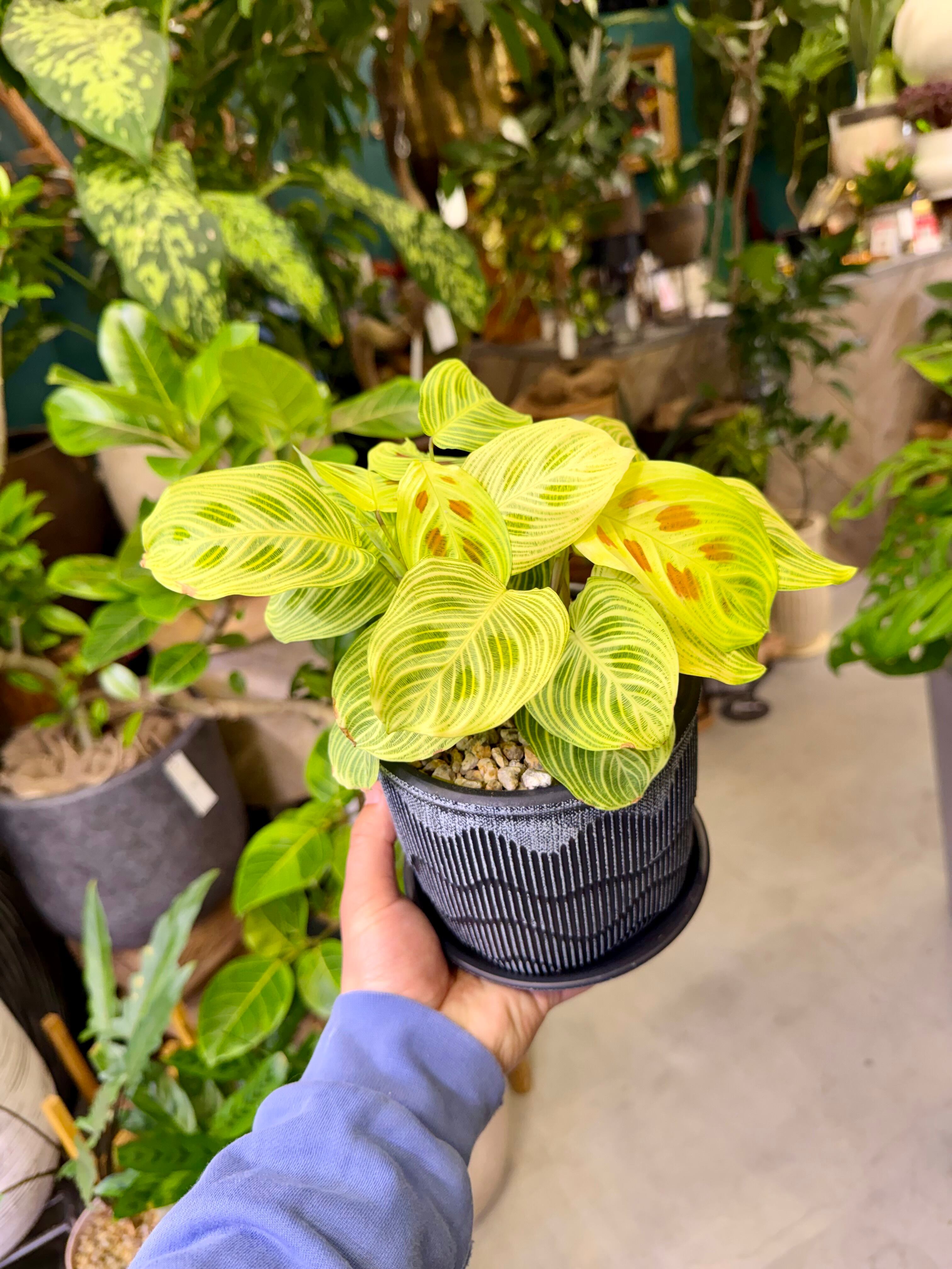 マランタ・レウコネウラ “ライトベインズ” | barrelplants_BONSAI
