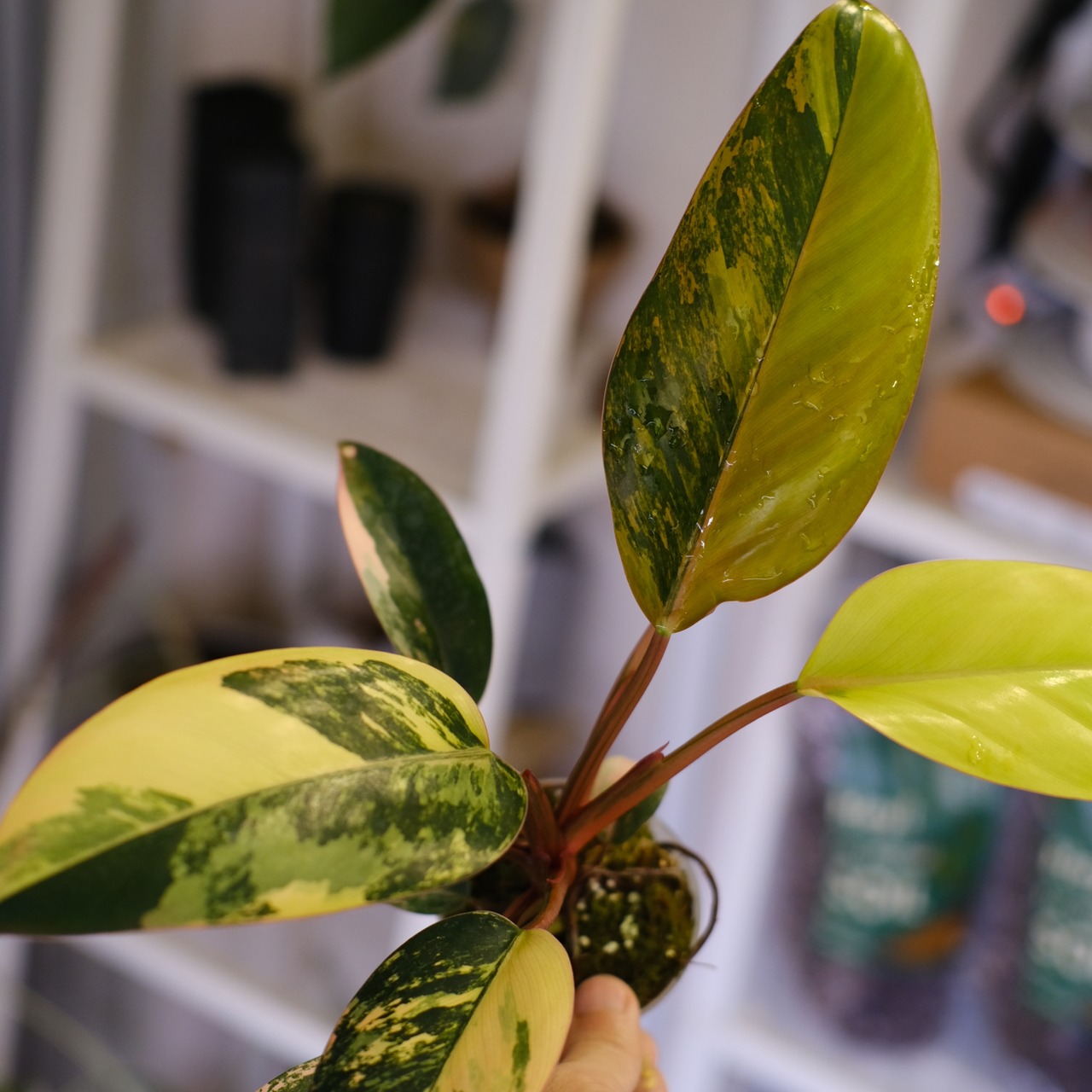 フィロデンドロン・レッドコンゴ⑥│Philodendron Red Congo｜観葉植物