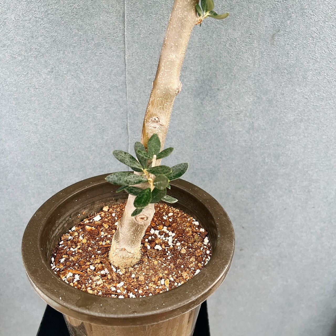 オリーブの木 コレッジョラ 合成樹脂鉢 オリーブの木 コレッジョラ | 観葉植物通販HitoHana(ひとはな)