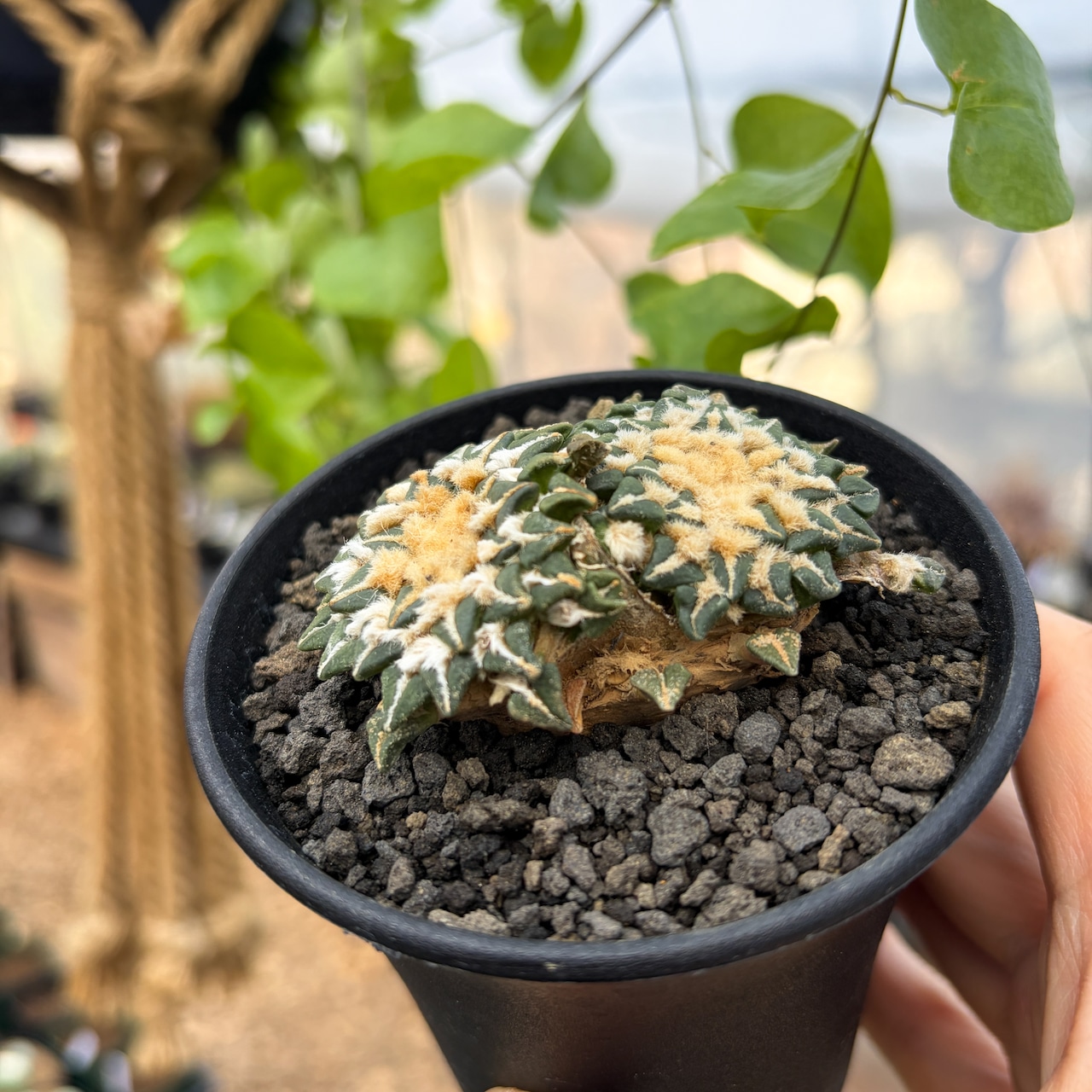 Ariocarpus kotschoubeyanus【アリオカルプス・姫牡丹・実生】
