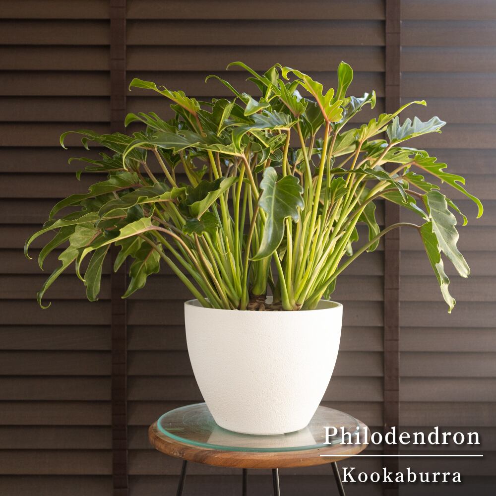 クッカバラ Philodendron Kookaburra フィロデンドロン 7号 ジャイアントザナドゥ 観葉植物 0913WH