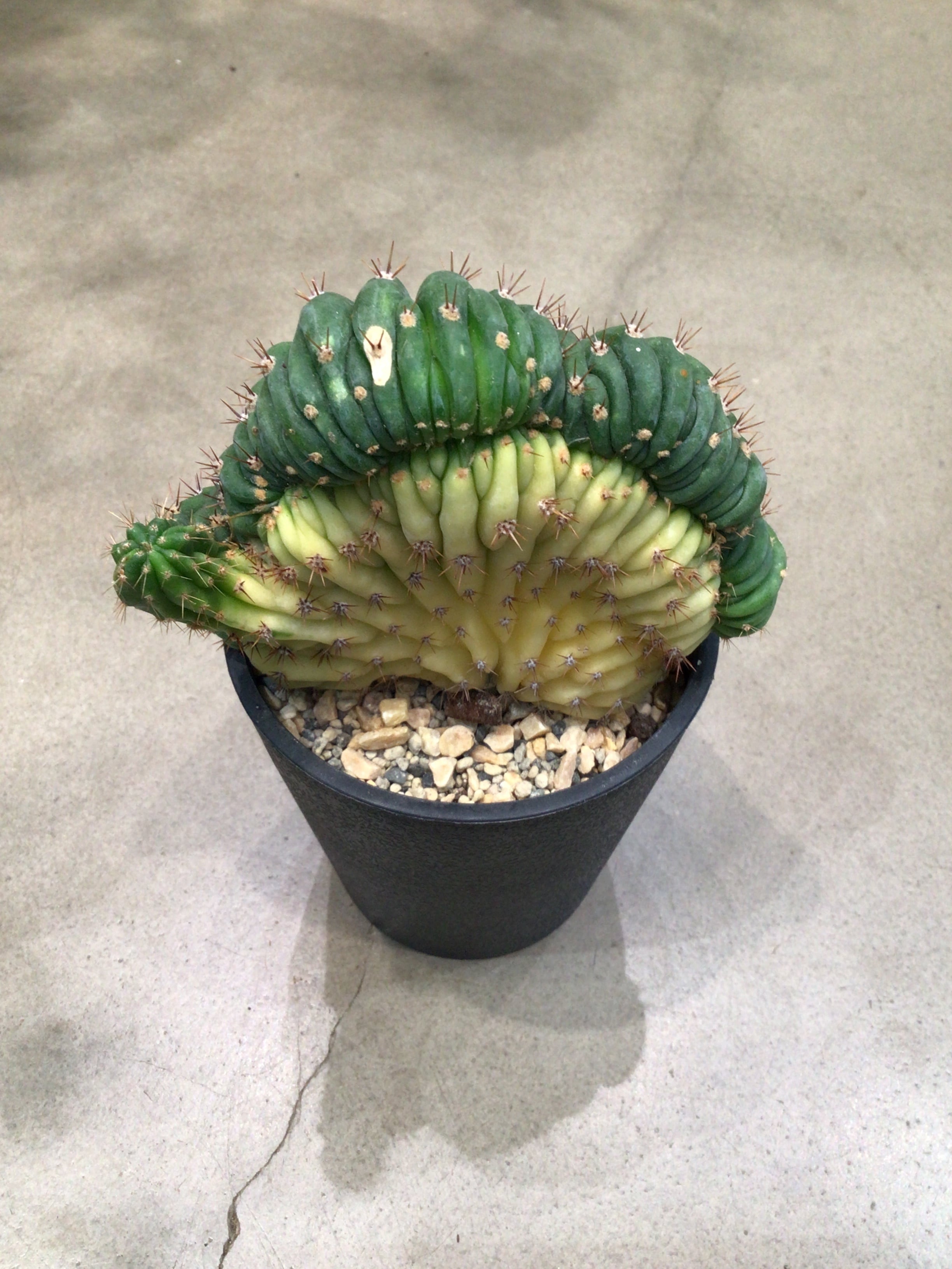 B エキノプシス パチャノイ斑入り 綴化 | MIDORIYA 観葉植物専門店