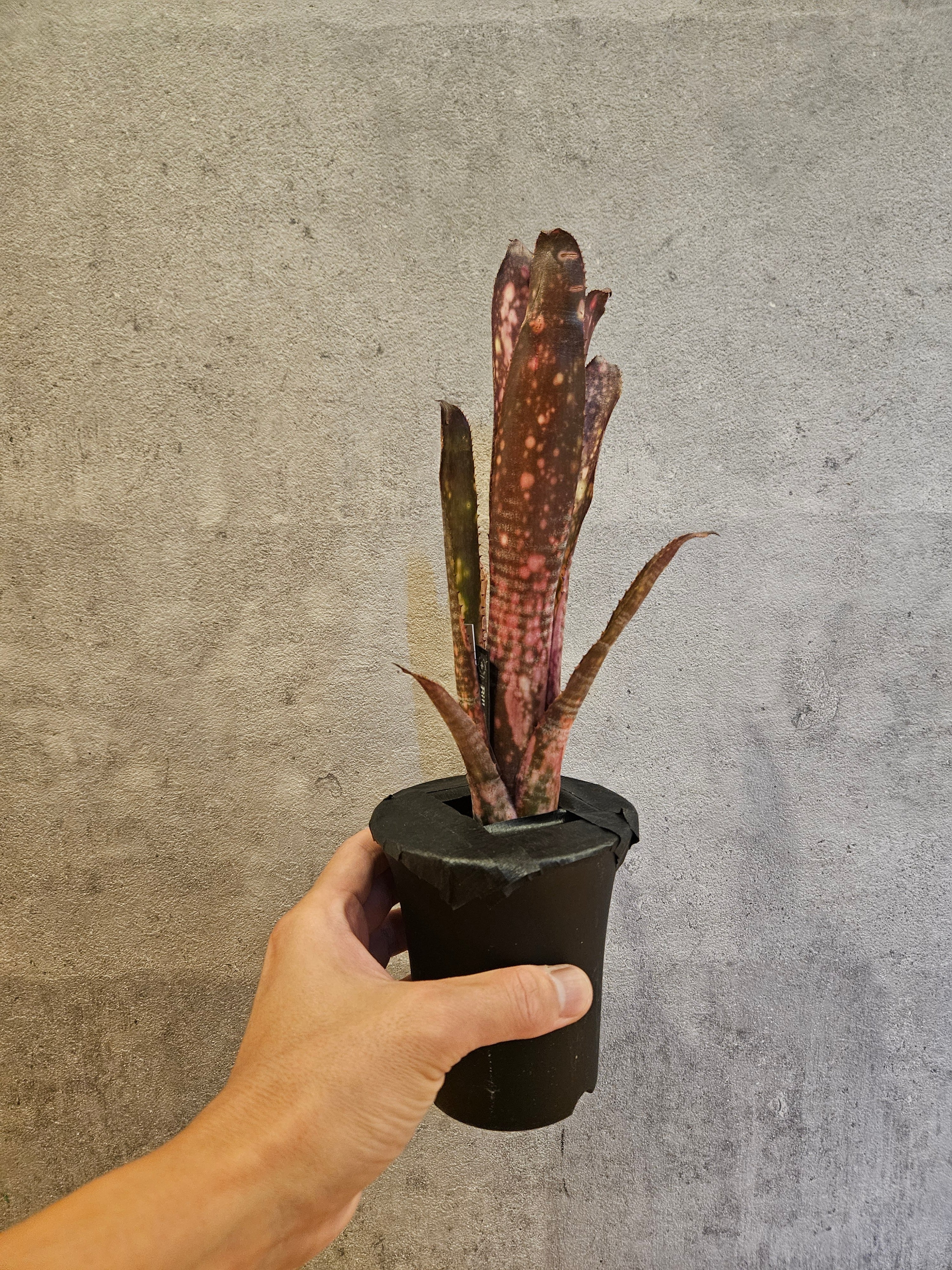 Billbergia Hybrid 【artPLANTs/PLANTS GARAGE 】ビルベルギア/タンク