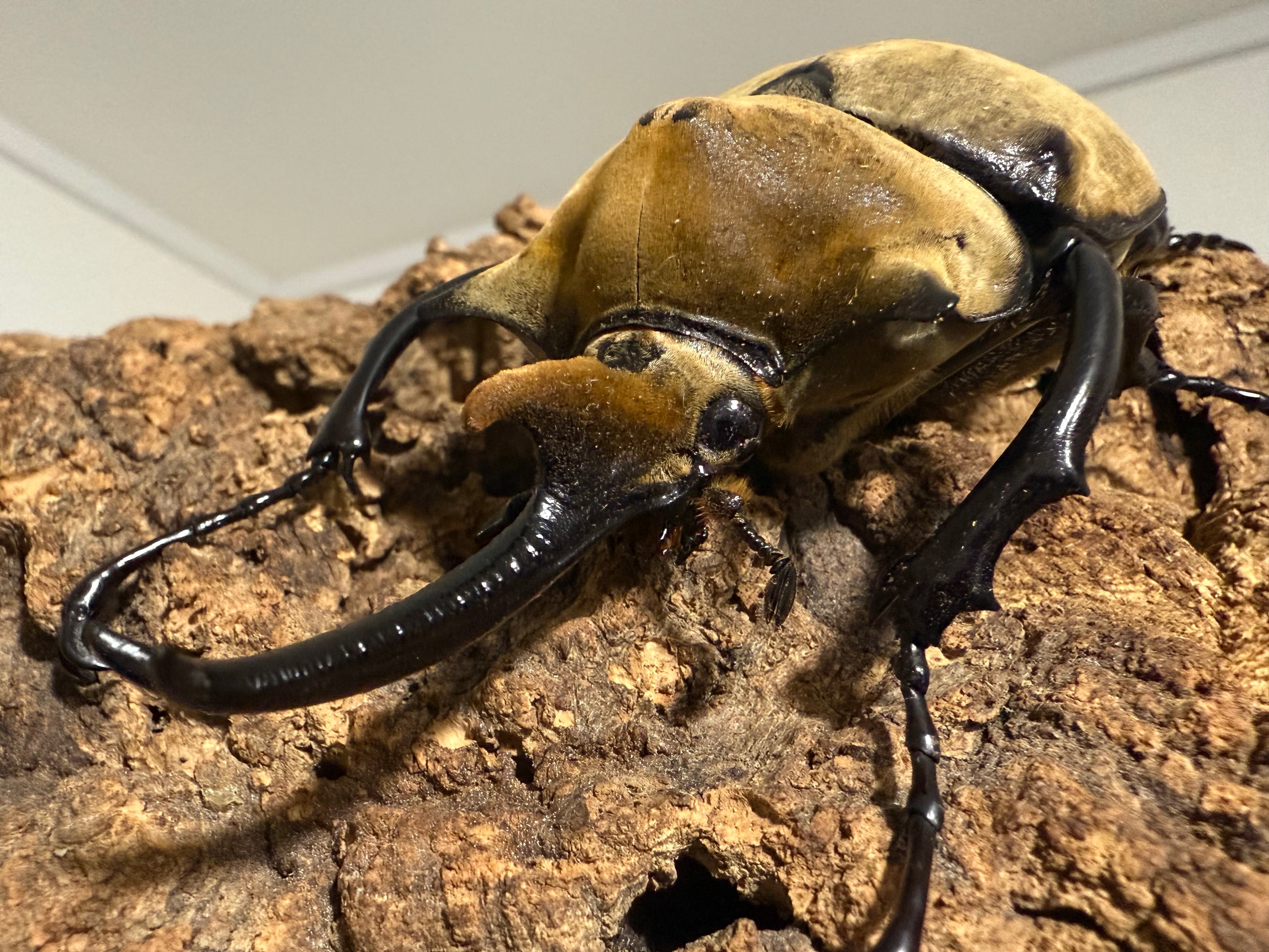 90mm以上 エレファスゾウカブト1ペア DMM昆虫 – くわかぶプラネット