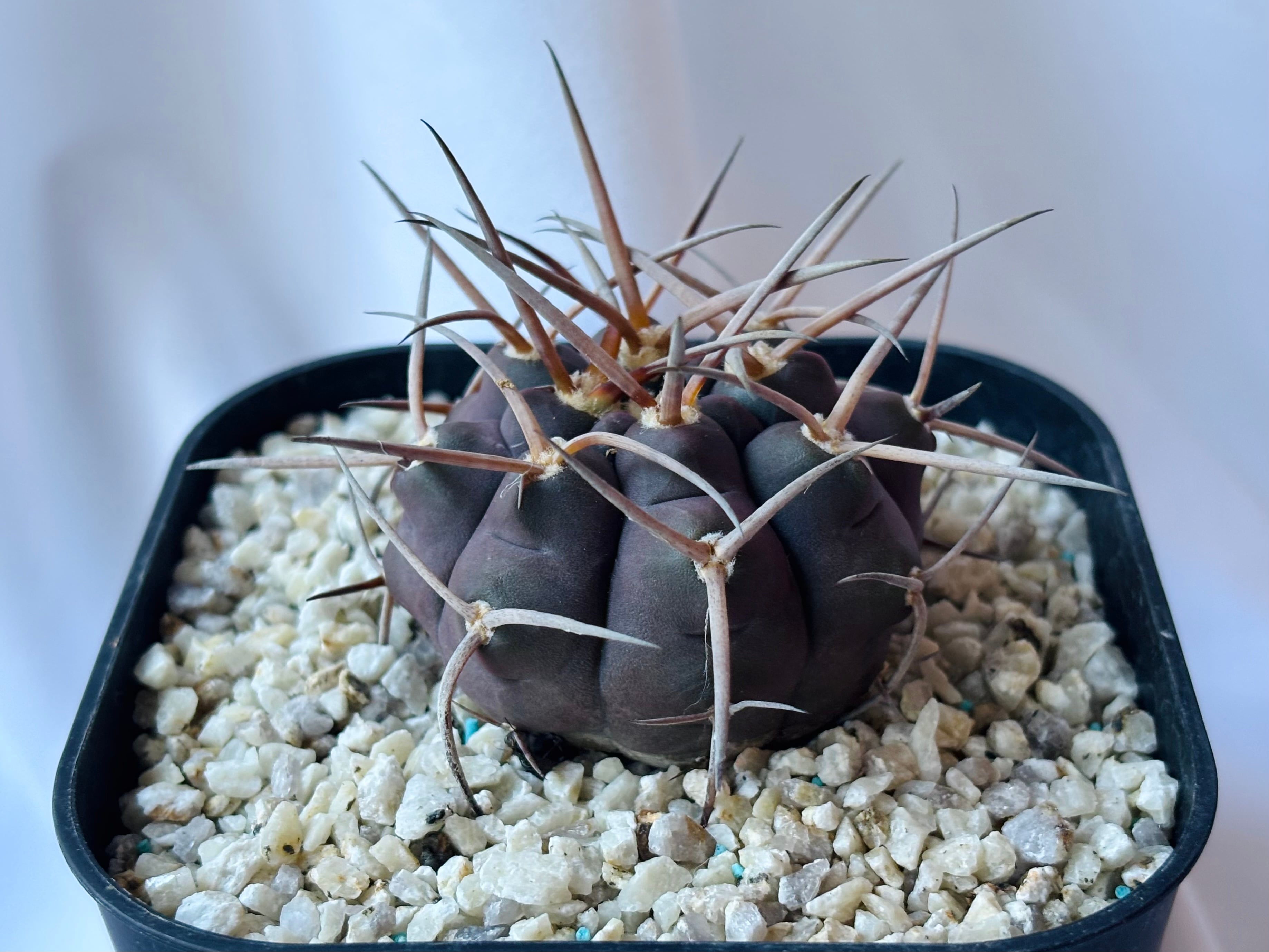 Gymnocalycium mazanense ギムノカリキウム 守金魔天竜 サボテン