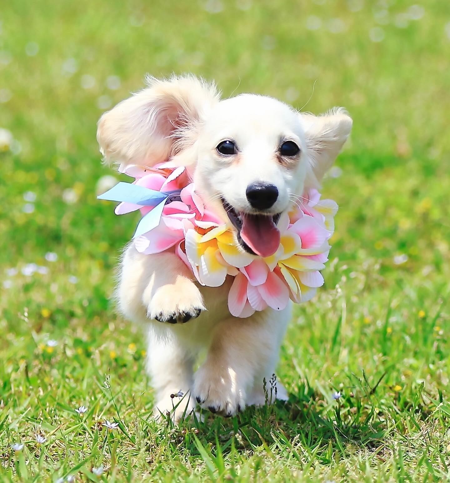 大型犬猫L オハナ