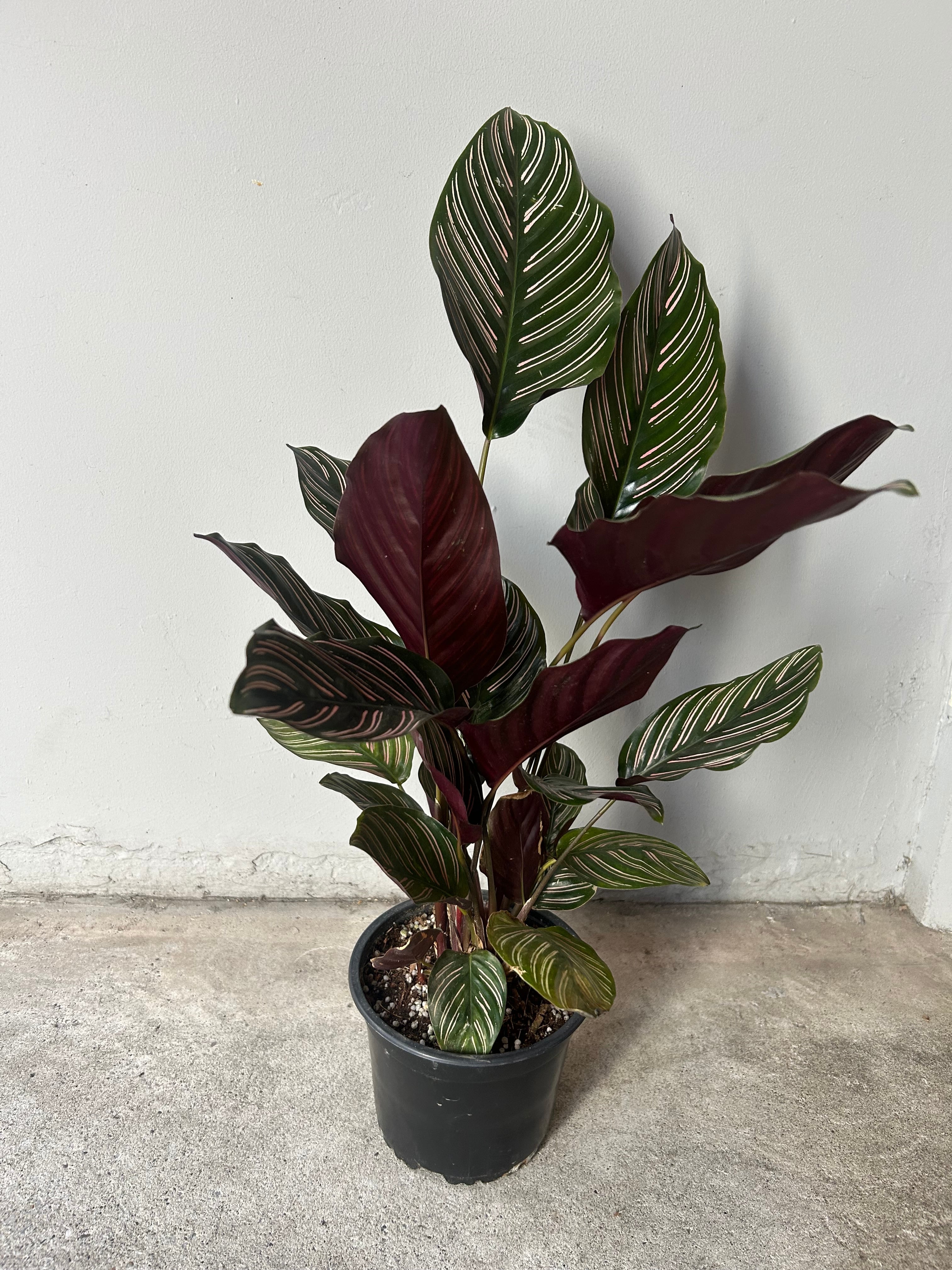 オリヅルラン ボニー | ハルカゼフラワー