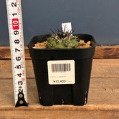【クリアランス】【Copiapoa】サボテン　コピアポア　黒王丸実生【755】【再撮影】