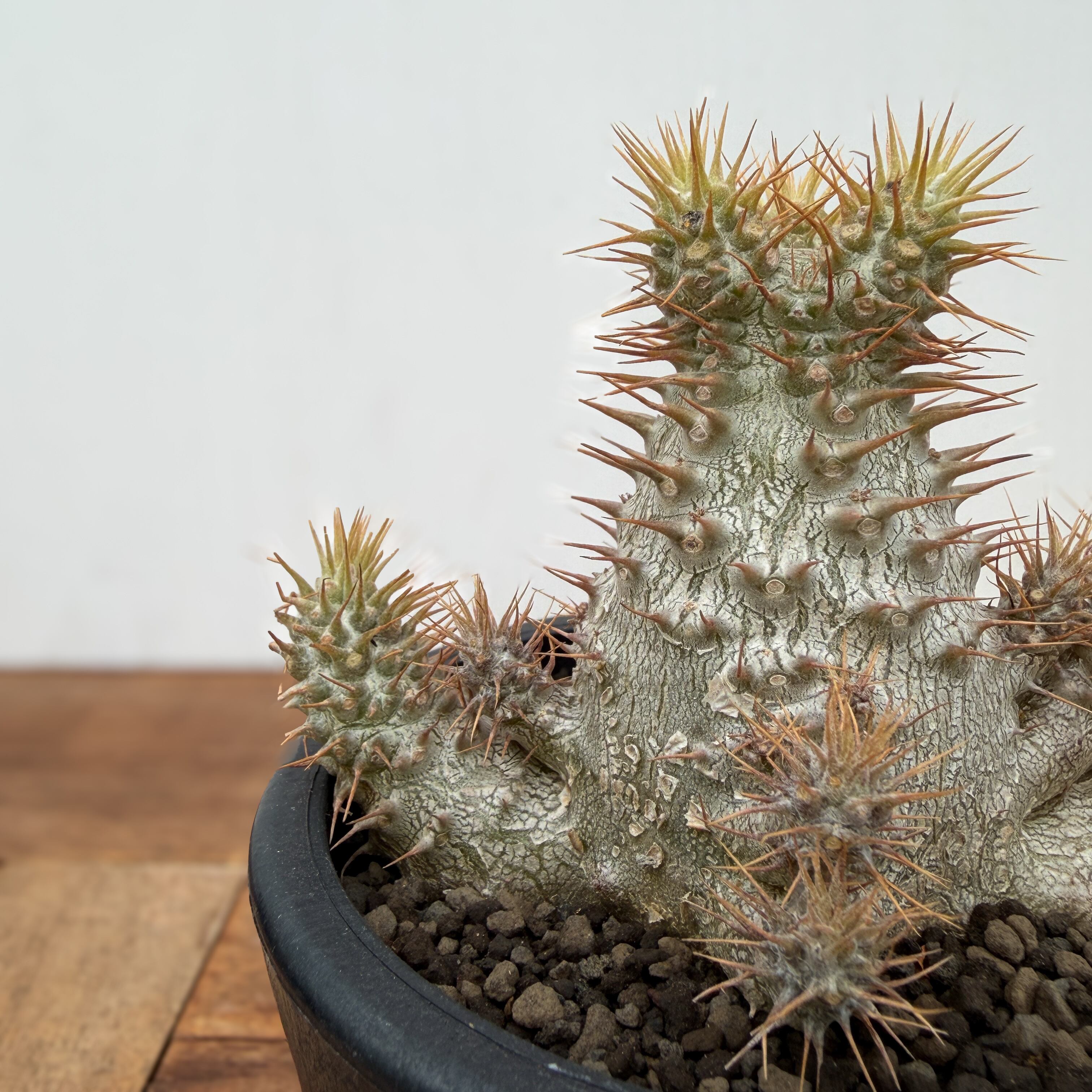 Pachypodium Gracilius【パキポディウム・グラキリス・実生】 | RIMO'S