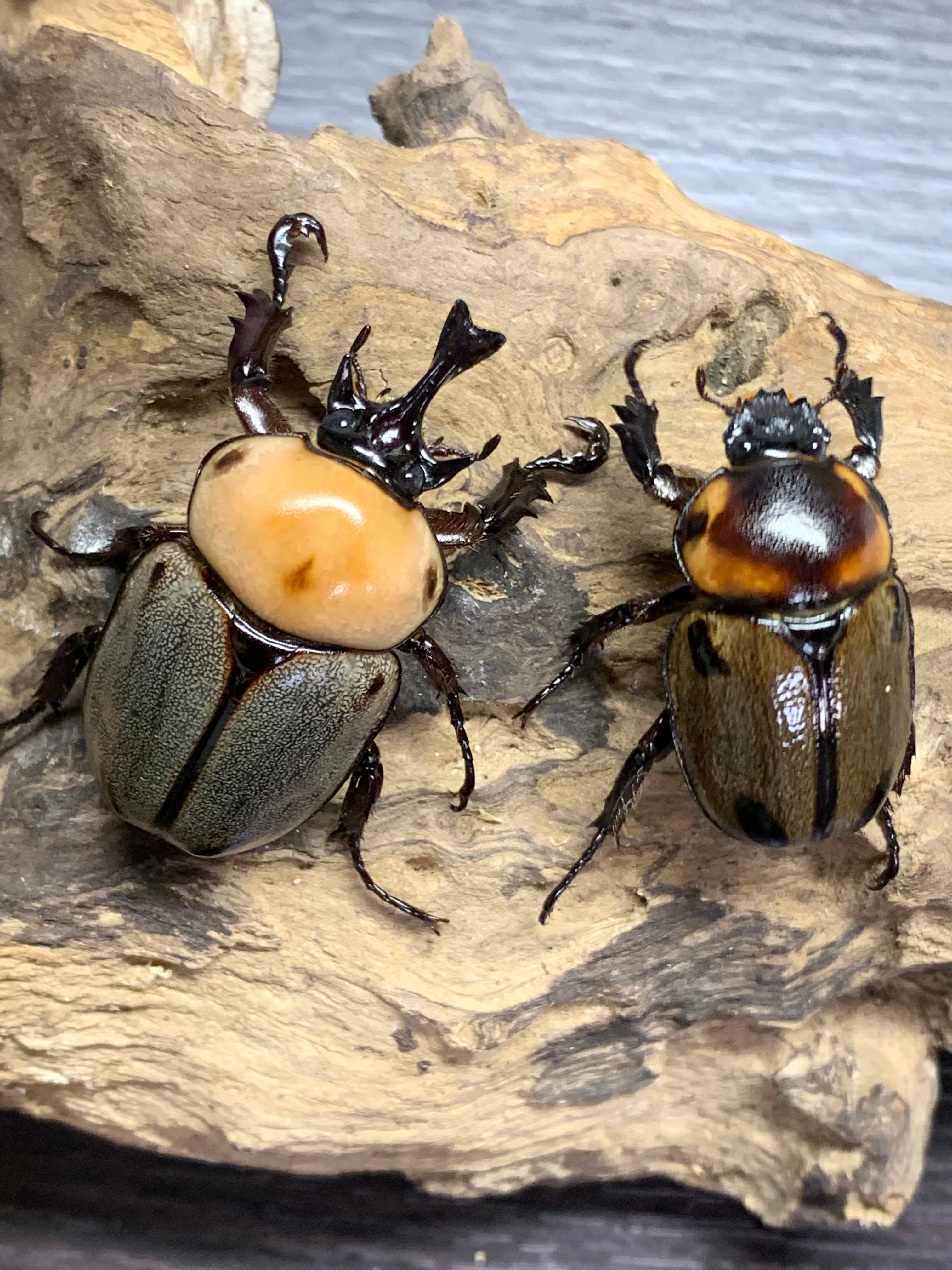 【ペア購入できます】パルナシウス・イノピナツ（1メス、アフガニスタン） ペア購入できます】パルナシウス・イノピナツ（1メス、アフガニスタン）