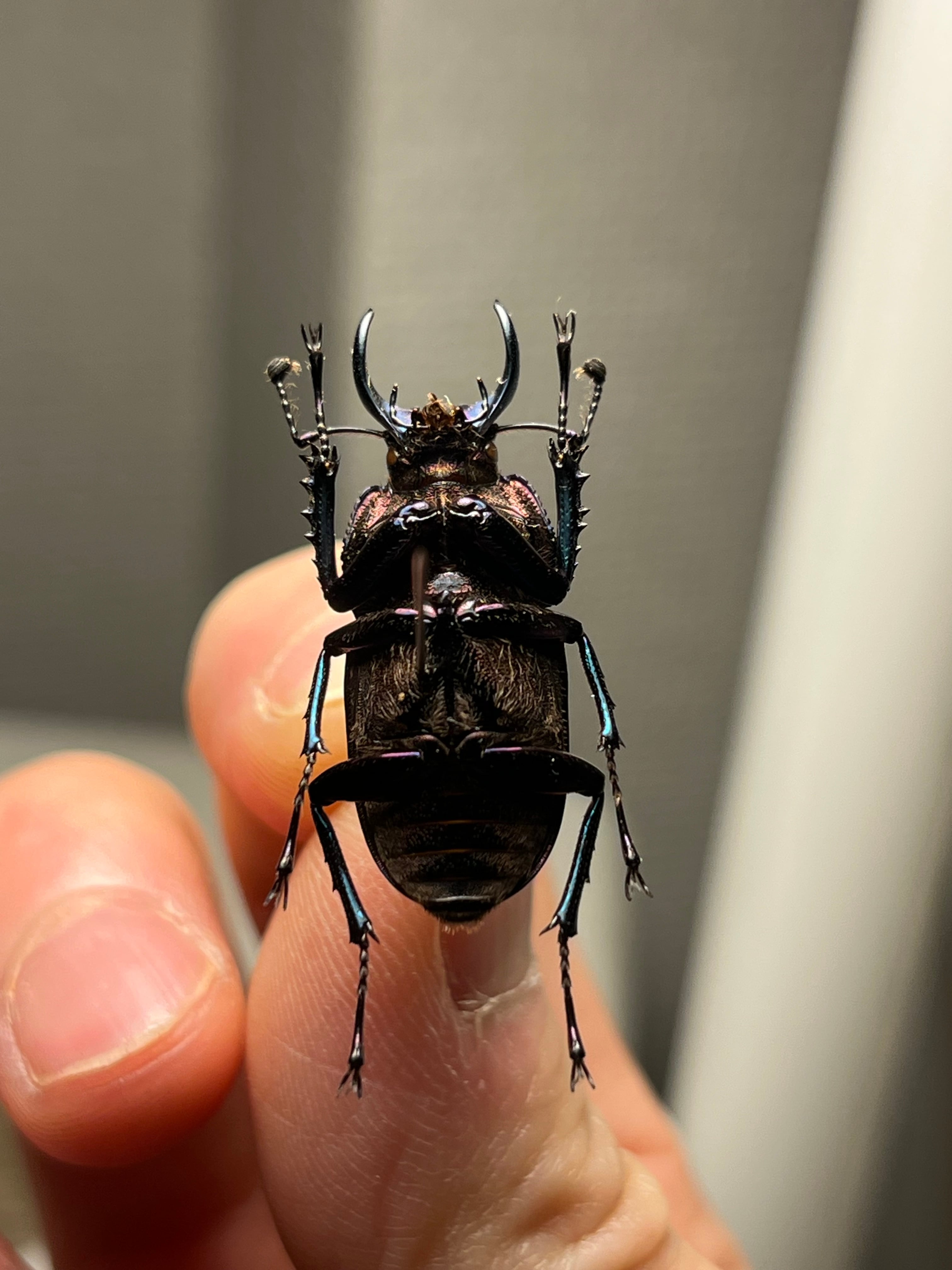 30mm】ドウイロクワガタ Streptocerus speciosus 智力宝石 WC チリ産