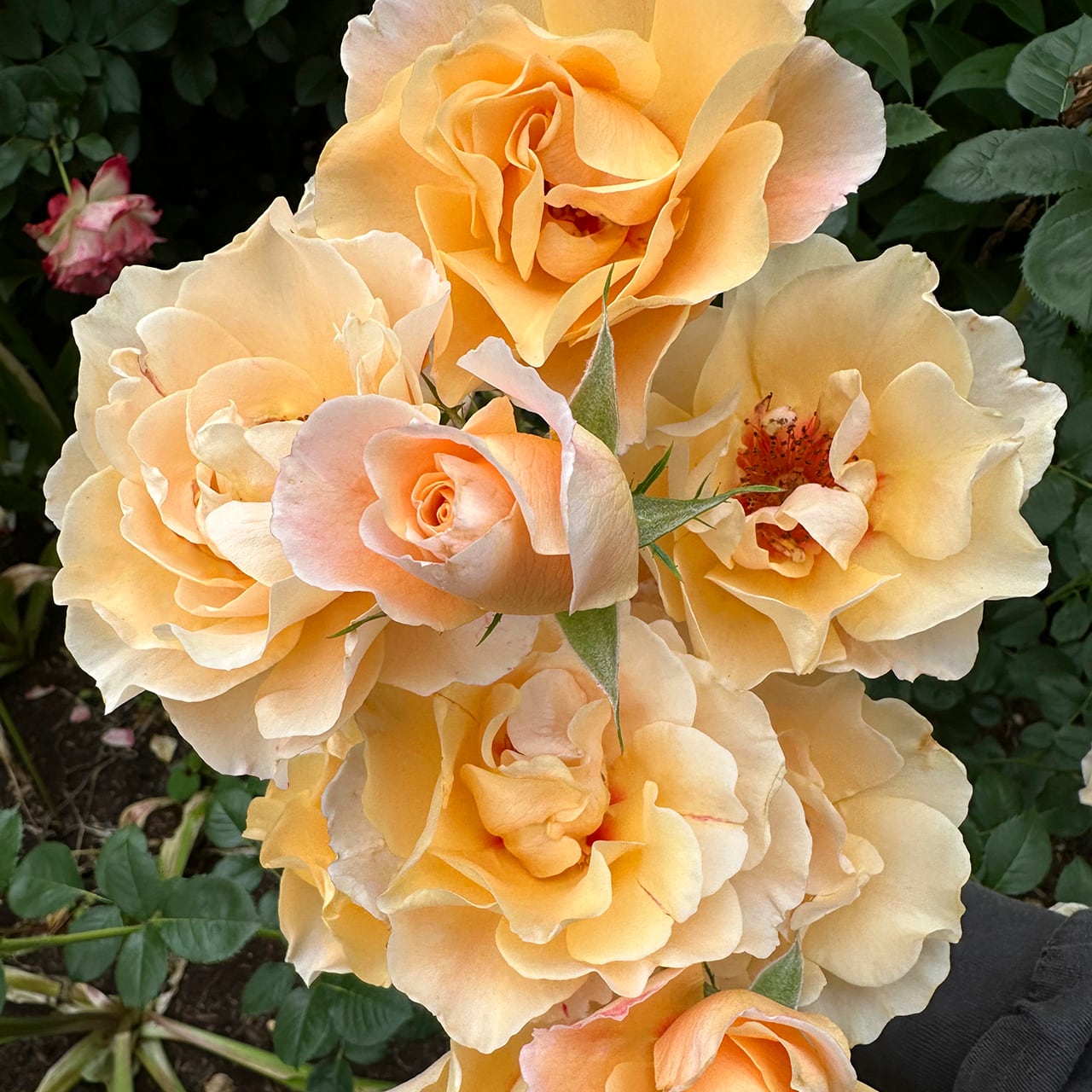 ☆最新品種☆ バラ大苗 モーニング・ライト【ワーナー】 ＜3月上旬発送