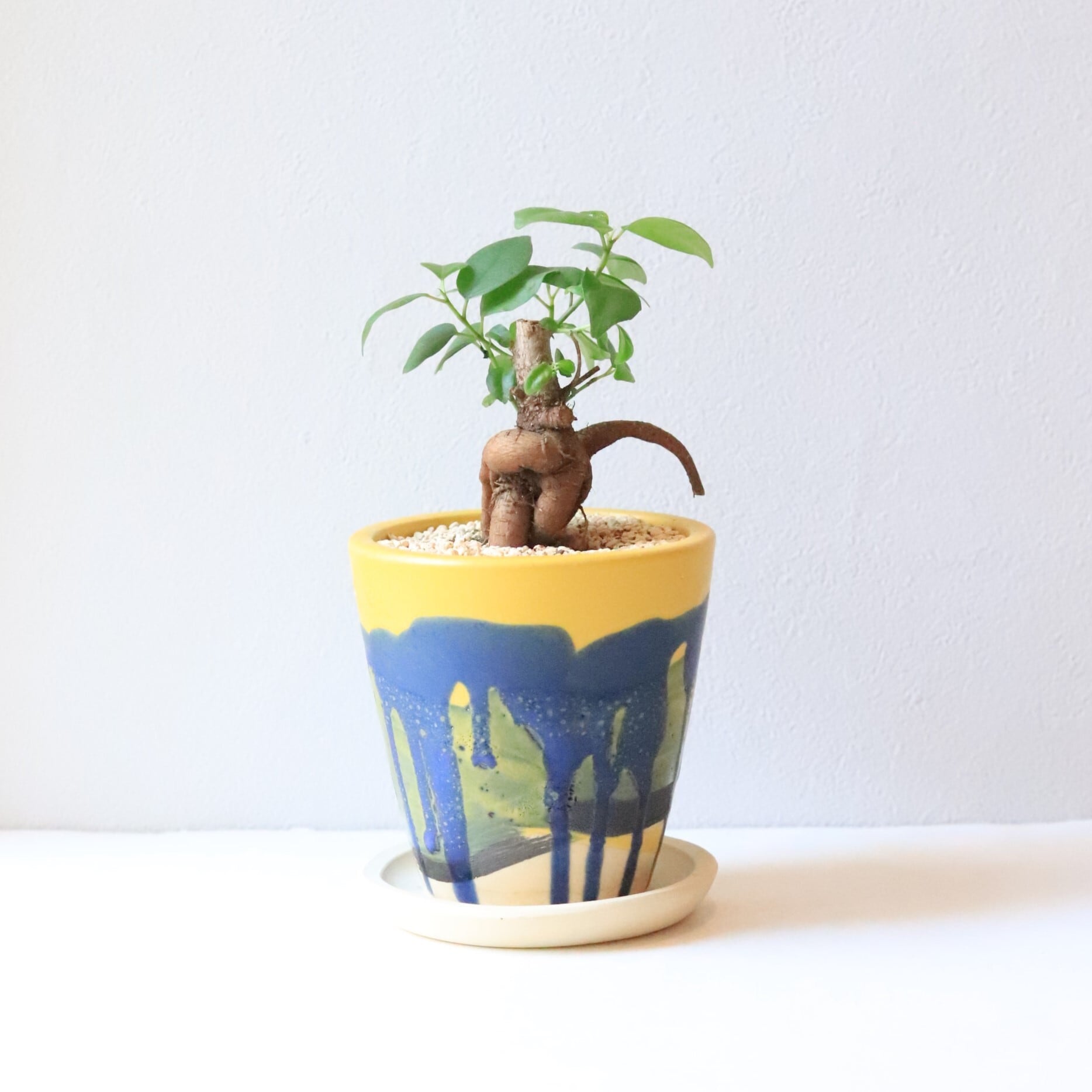 【グリーン】ガジュマル