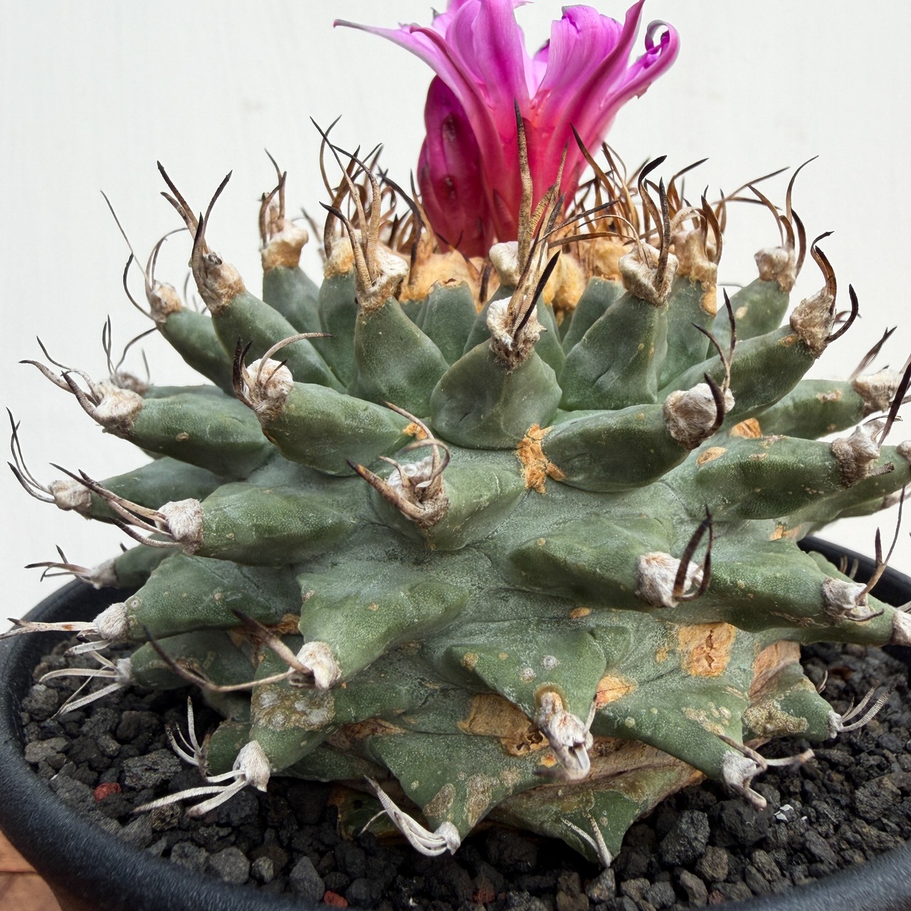 Turbinicarpus alonsoi【ツルビニカルプス・アロンソイ・実生】　