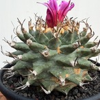 Turbinicarpus alonsoi【ツルビニカルプス・アロンソイ・実生】　
