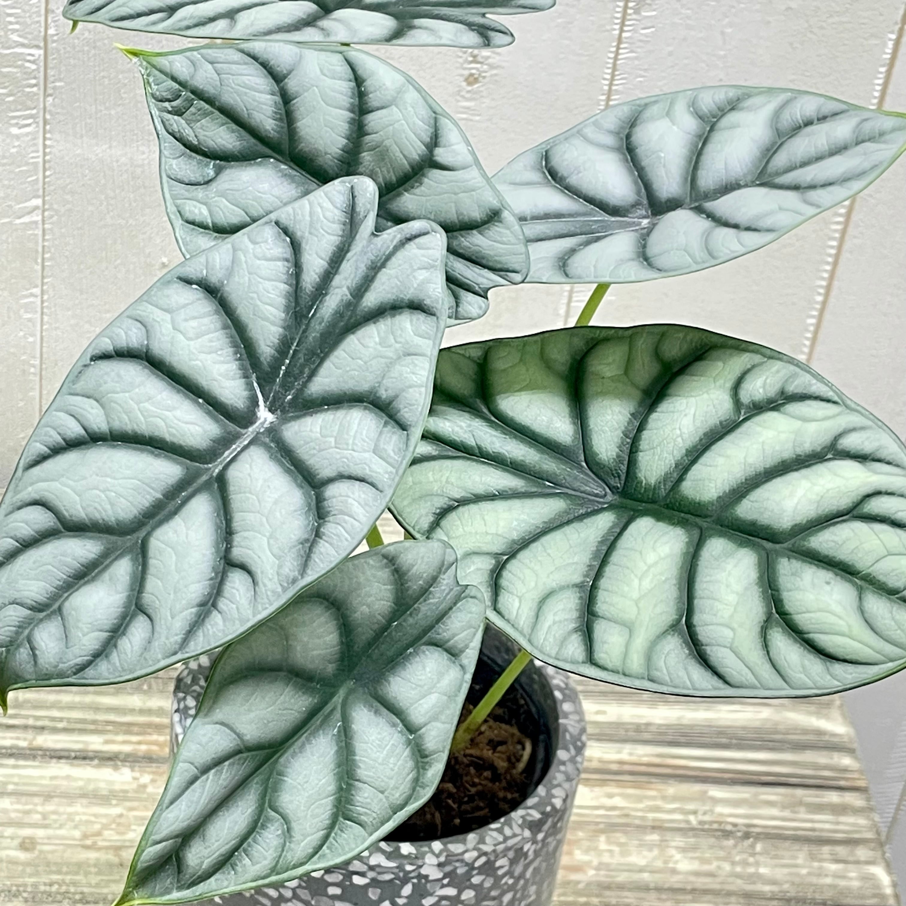 アロカシア シルバードラゴン／裏側まで美しい銀葉の人気品種／鉢