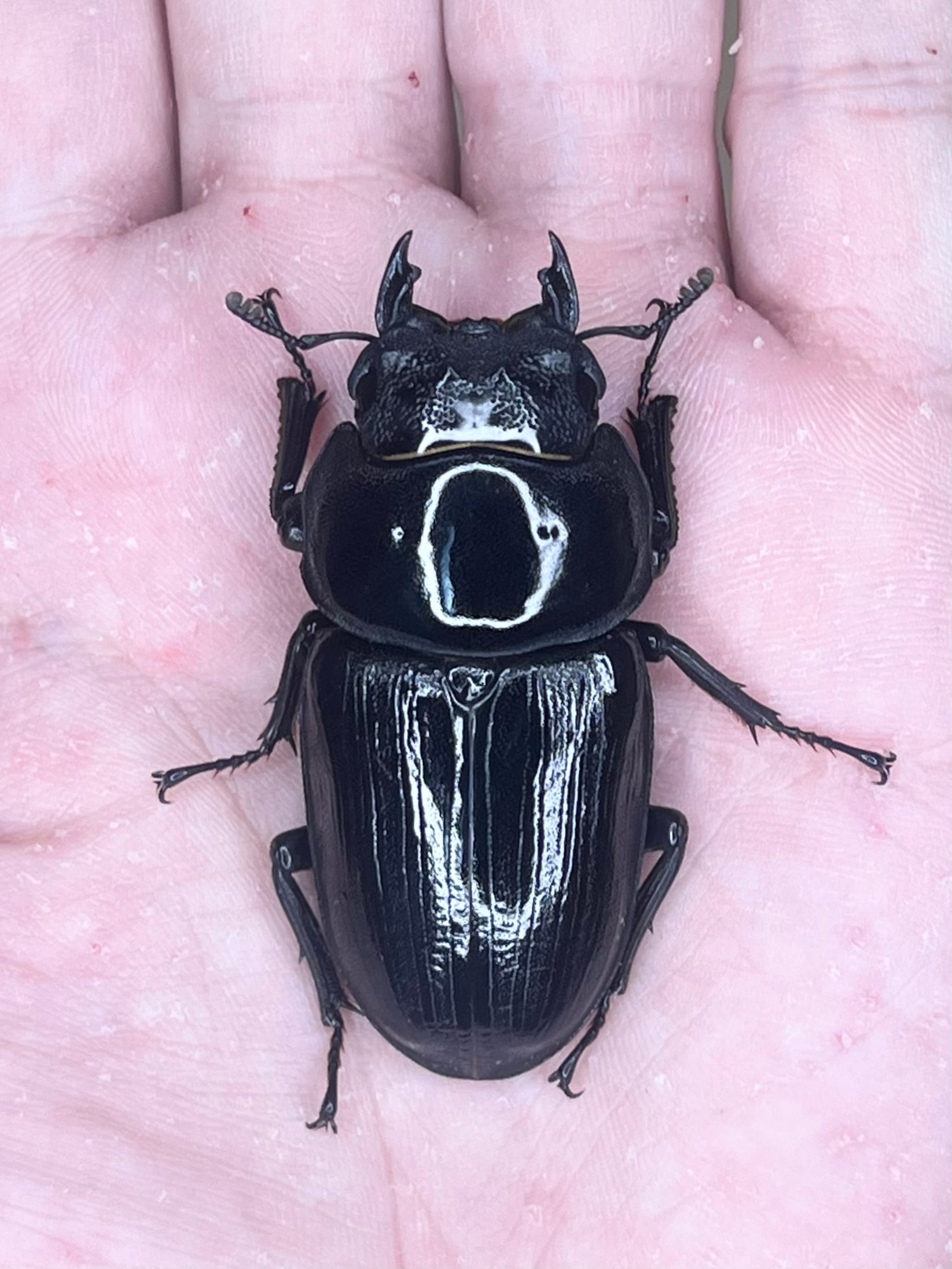 オオクワガタ 標本 死虫 能勢YG血統 脅威の88.8ミリ！ ♂83.0mm(23G2)◇オオクワガタ能勢YG血統◇♂単品 | ROCKET SHOP