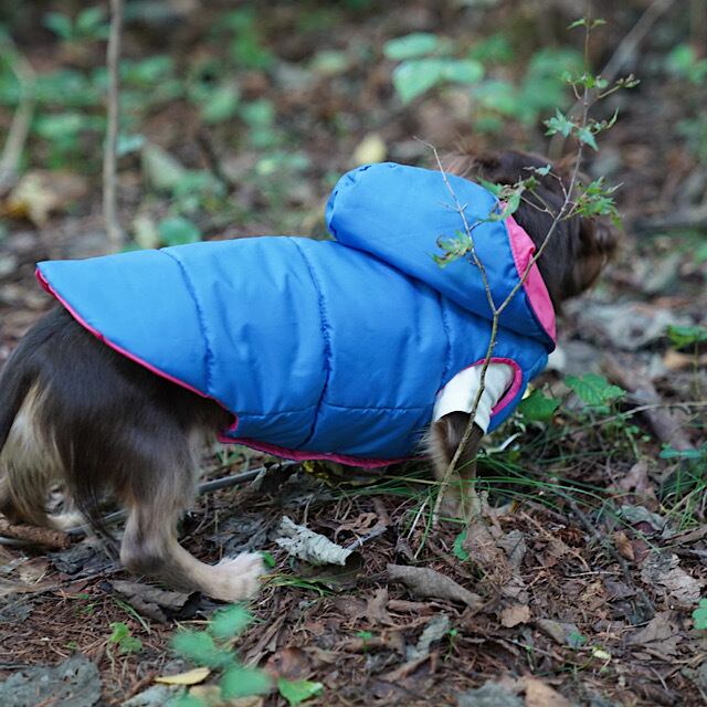 ダウンジャケット(フード) | カニンヘンダックスとミニチュアダックス