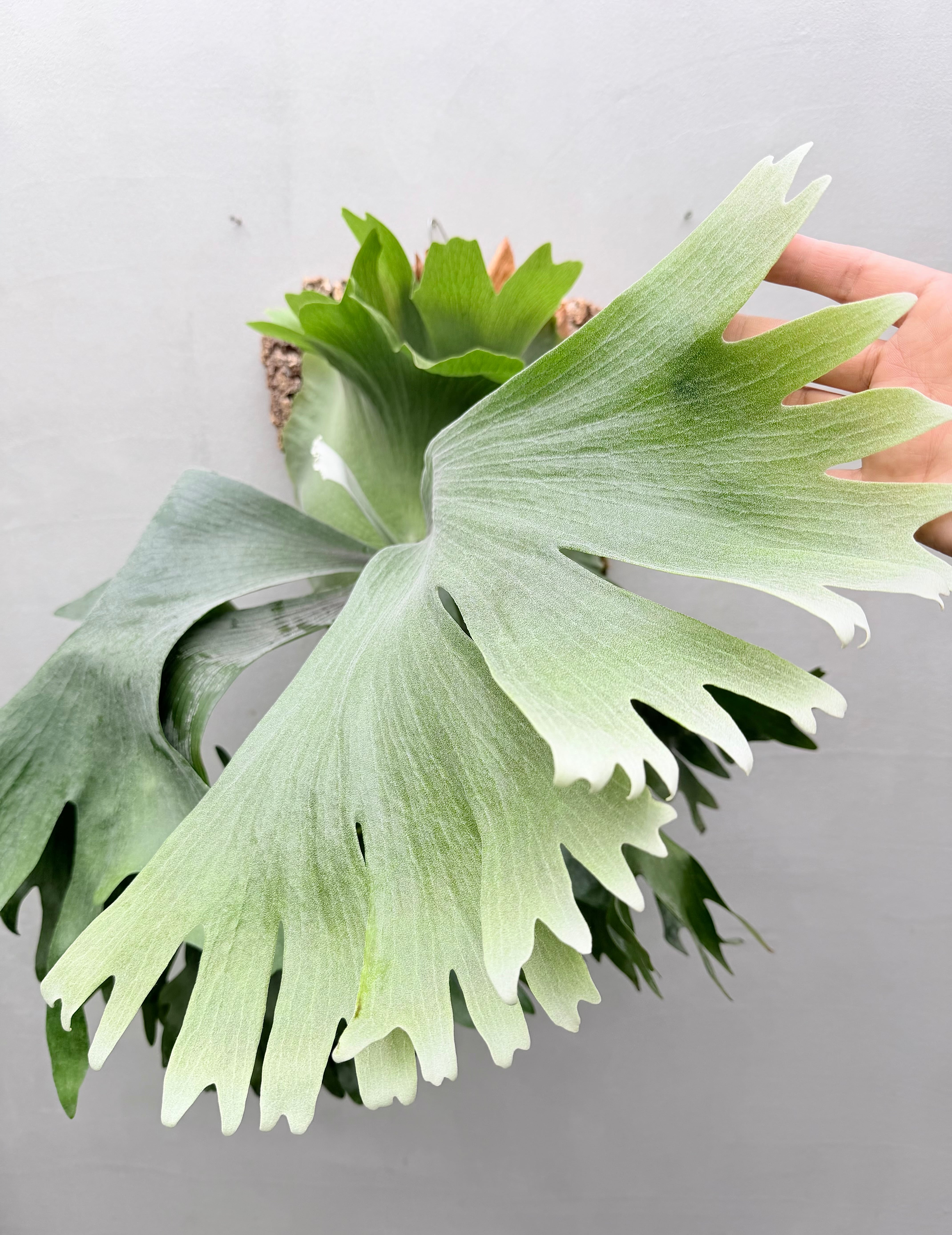 P. 'Paragon' ビカクシダ 'パラゴン' | vandaka plants