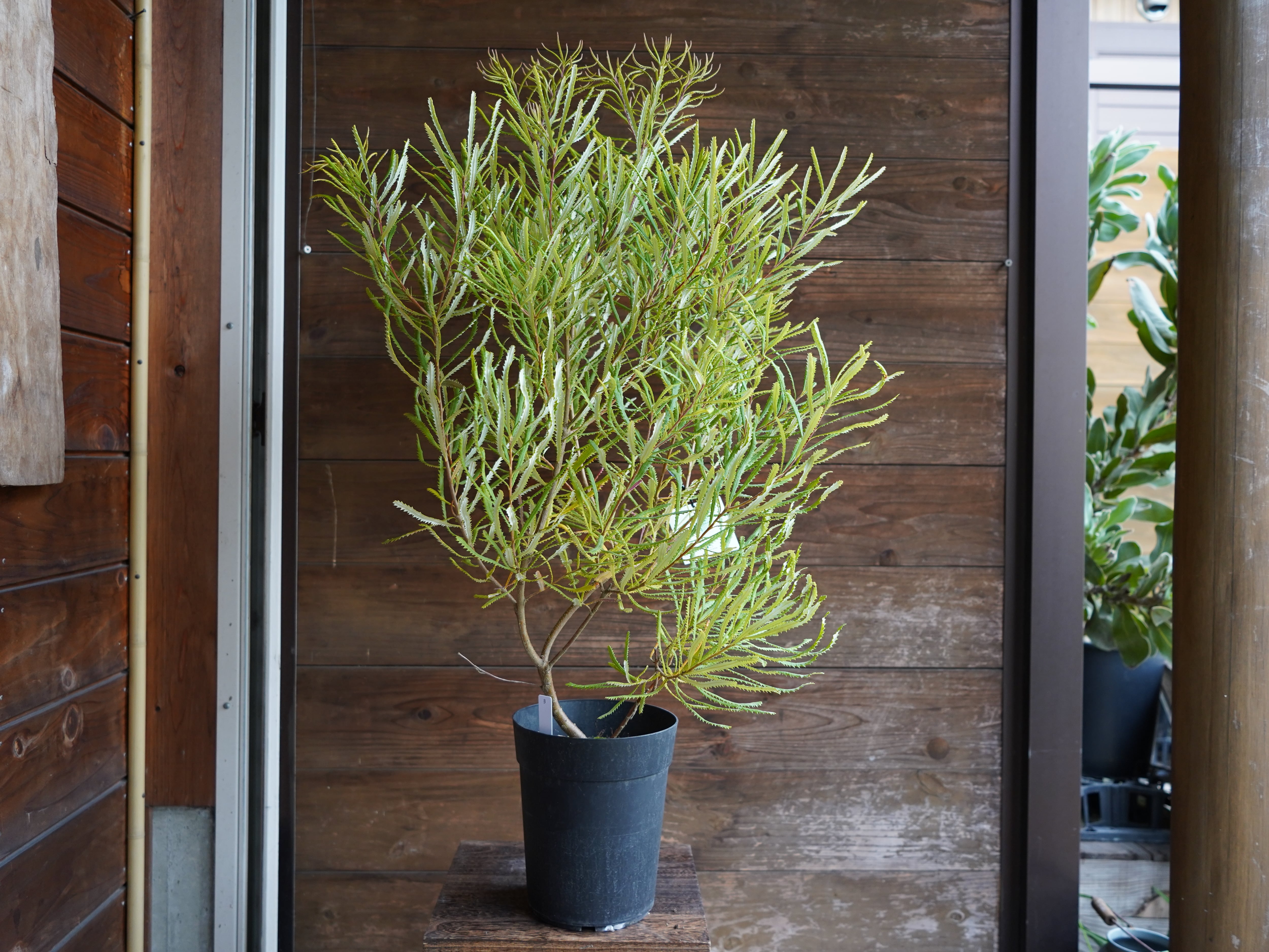 【現物】バンクシア　”スピヌローサ”　B（ヘアピンバンクシア）