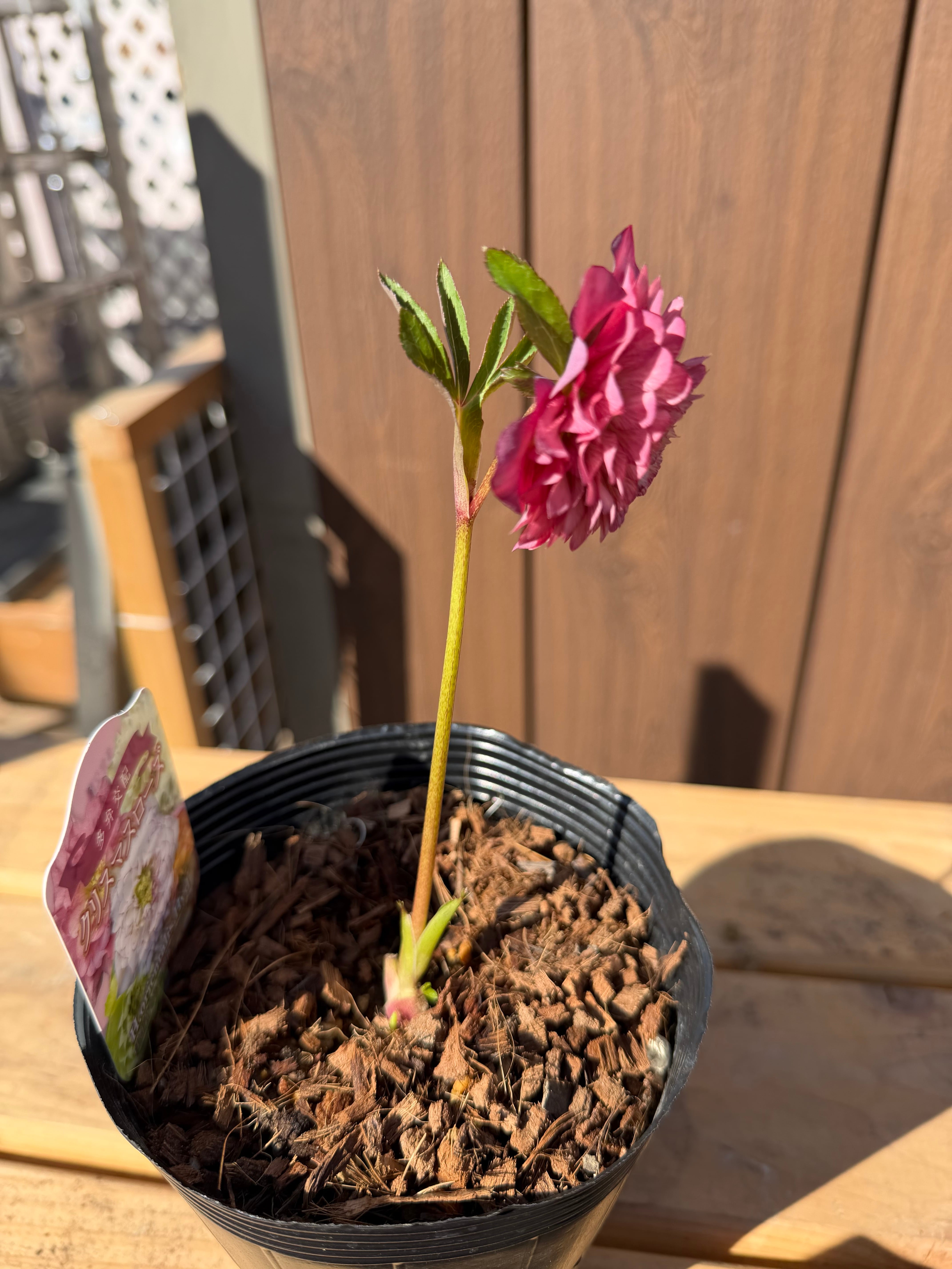 フル多弁化ピンクグラデーション超多弁 ※蕾無し特価 吉田園芸