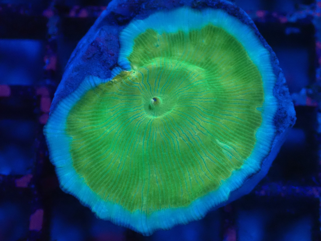 WaterMelonMushroom Premium 2