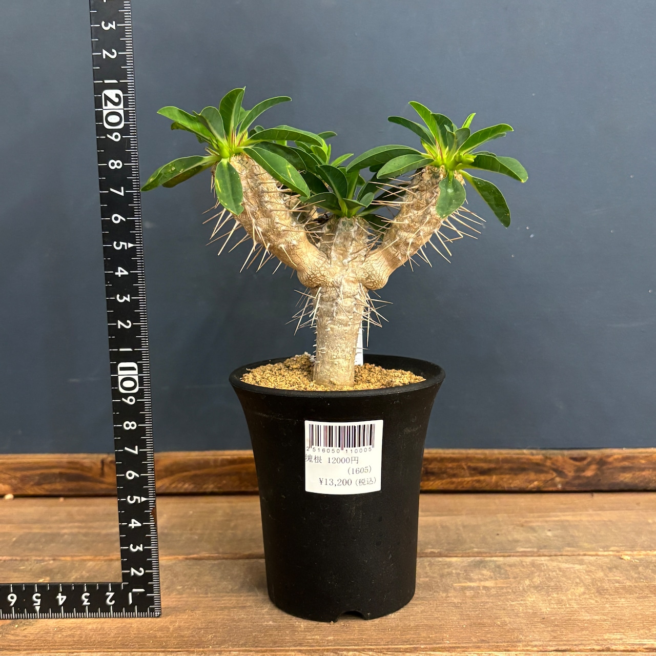 ユーフォルビア ギラウミニアナ【355】